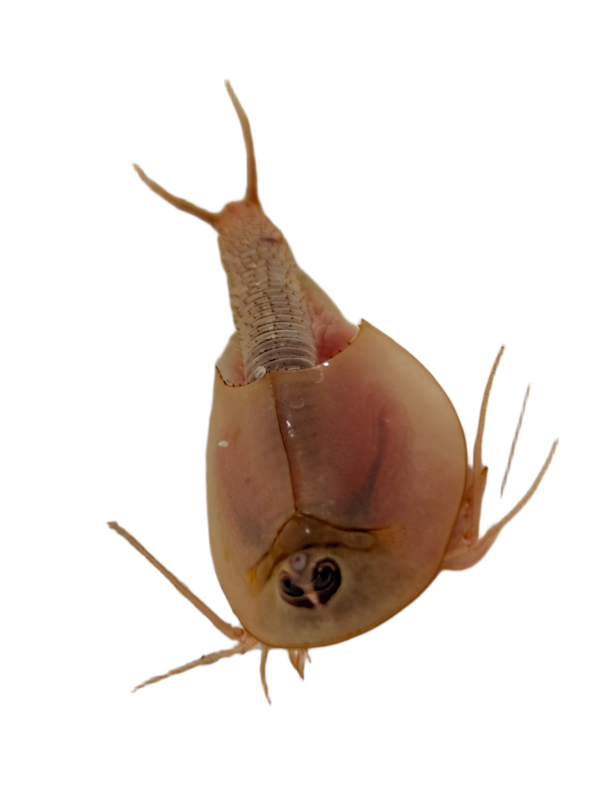 Triops Albino Mix 150 Eier