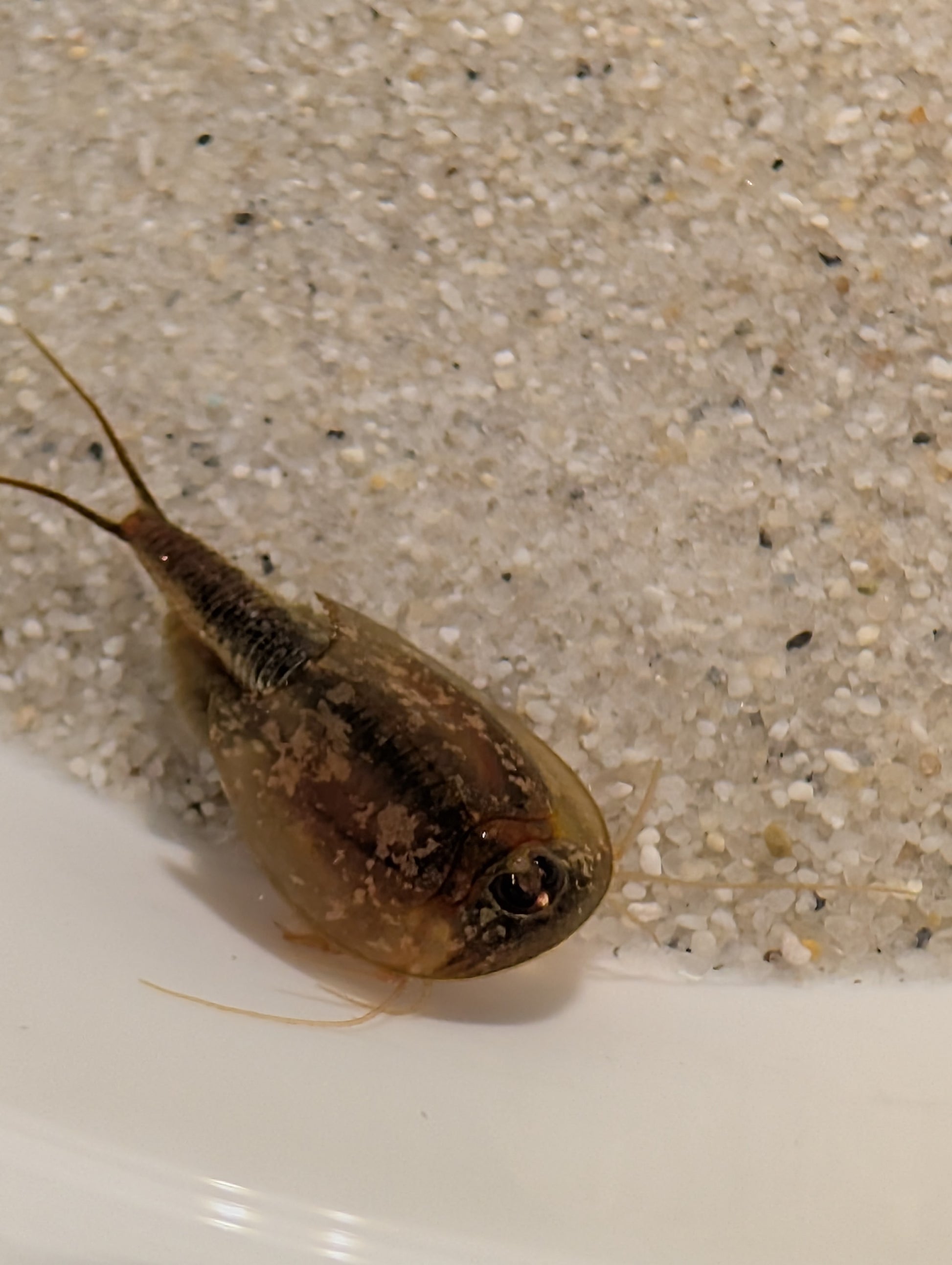 Triops Longicaudatus- Arizona