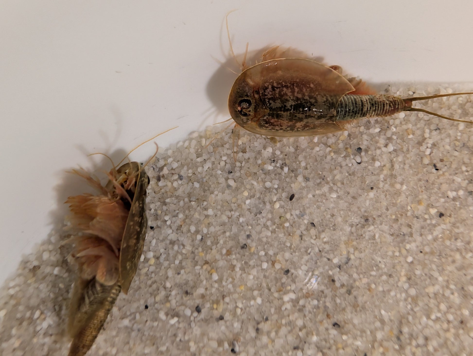 Triops Longicaudatus- Arizona