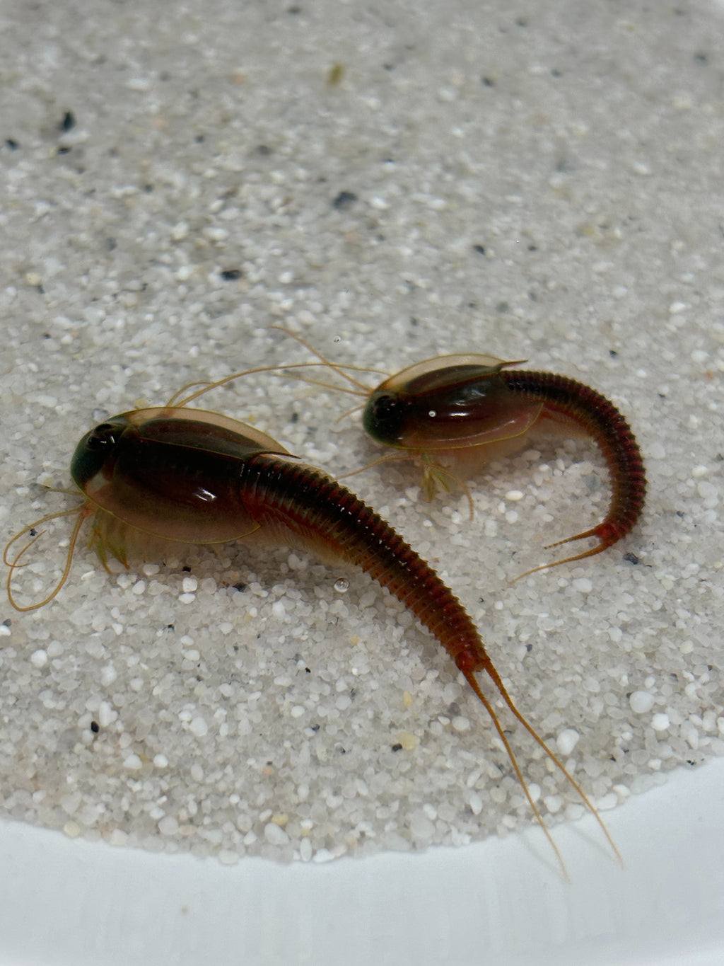 Triops Urzeitkrebse 3 zufällige Ansätze / alle Arten möglich/ 150 Eier/