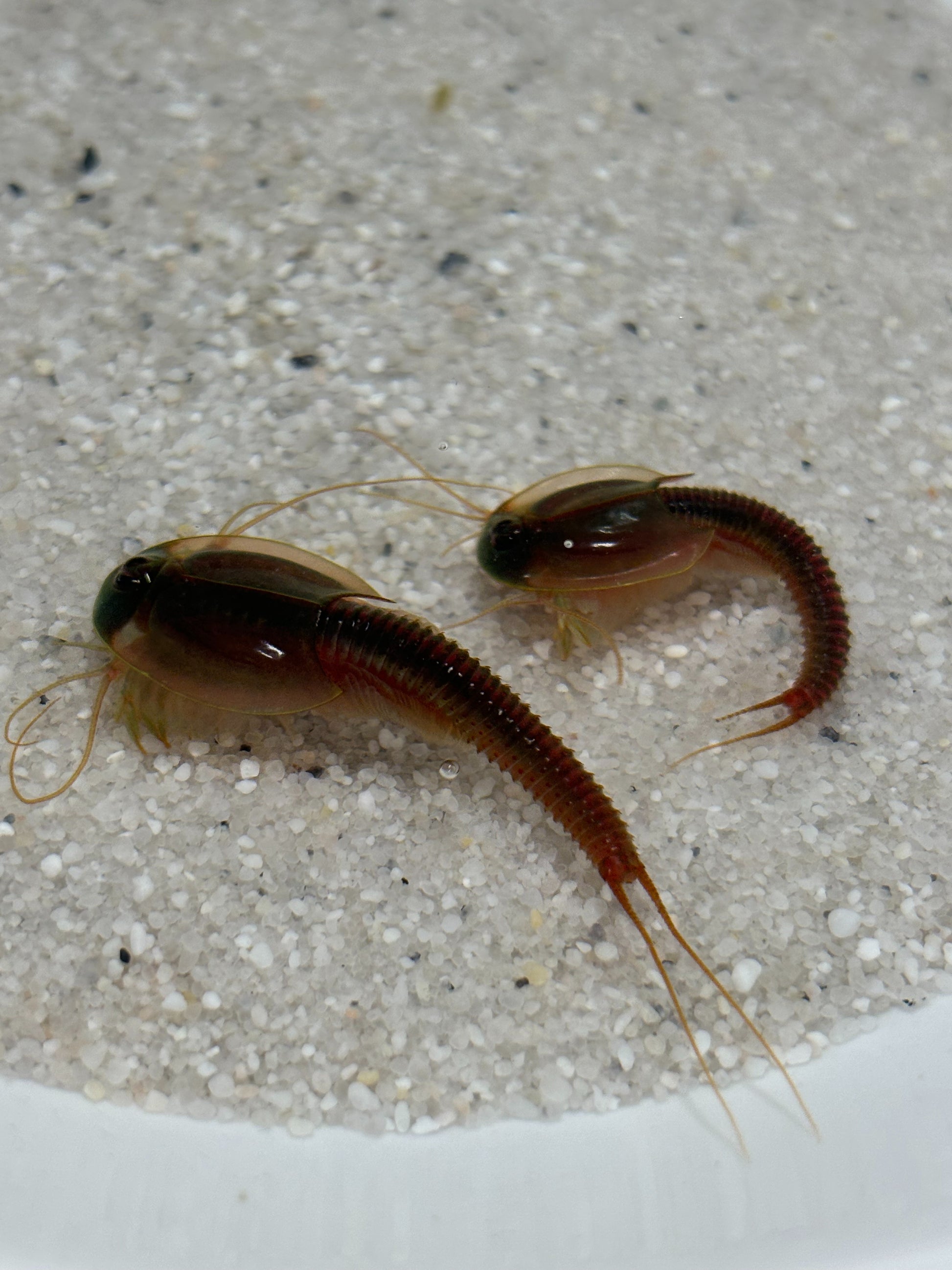 Triops Longicaudatus- Gonochoric