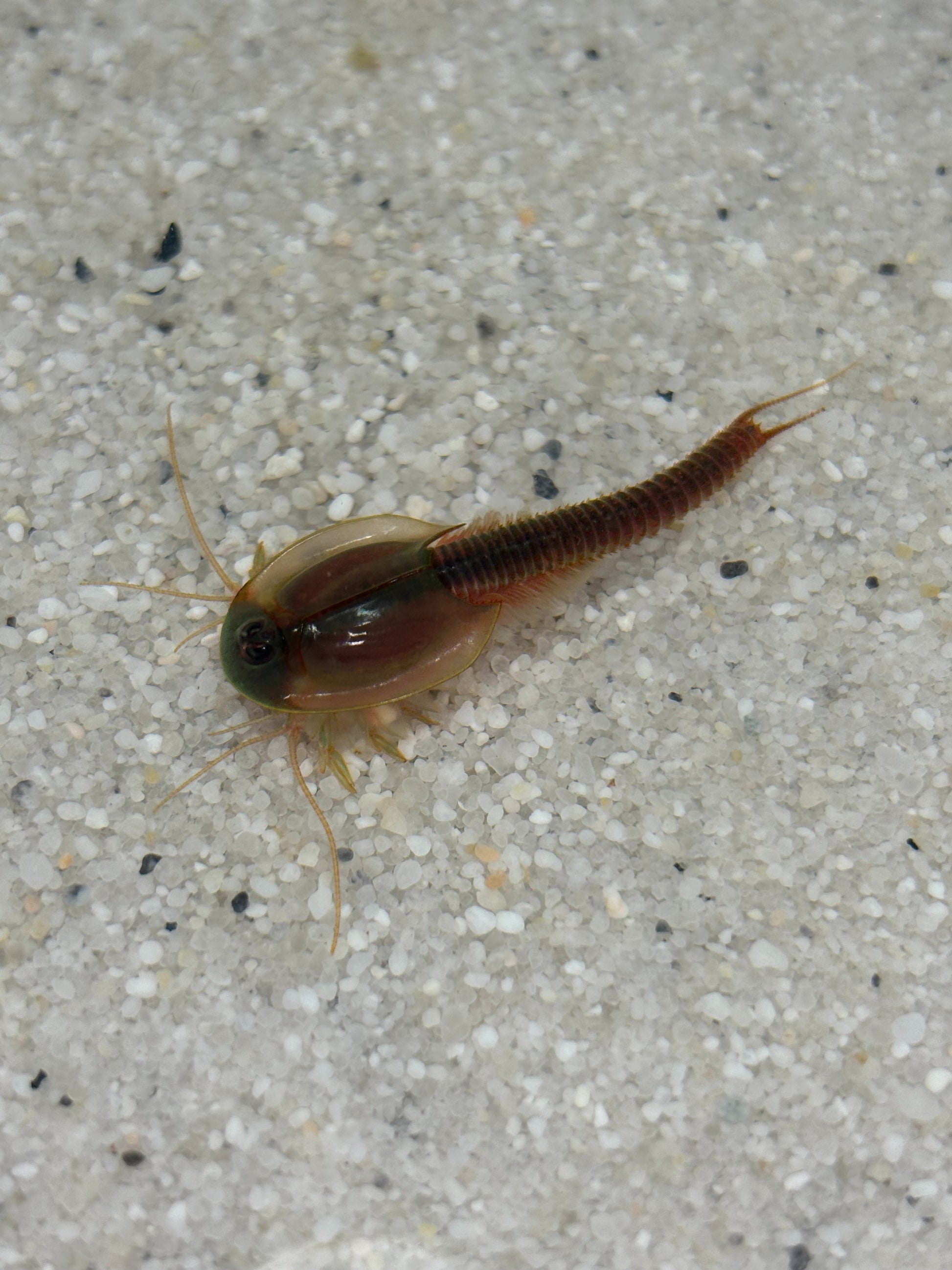 Triops Longicaudatus- Gonochoric