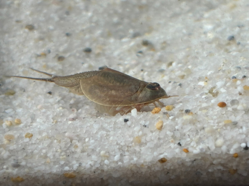 Triops Longicaudatus- Hawaii