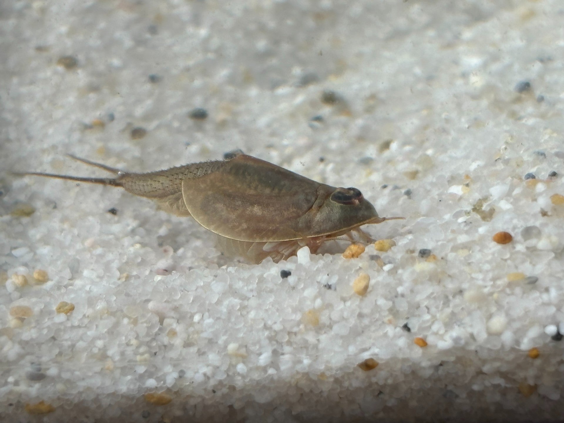 Triops Longicaudatus- Hawaii
