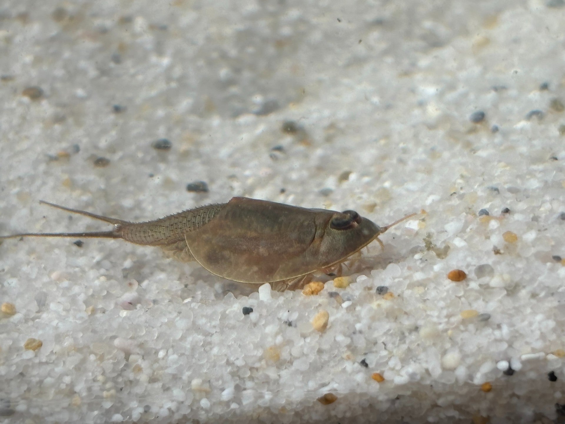 Triops Longicaudatus- Hawaii