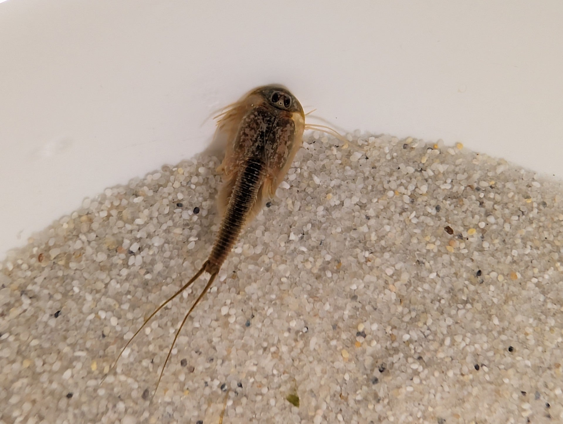 Triops Longicaudatus- Texas