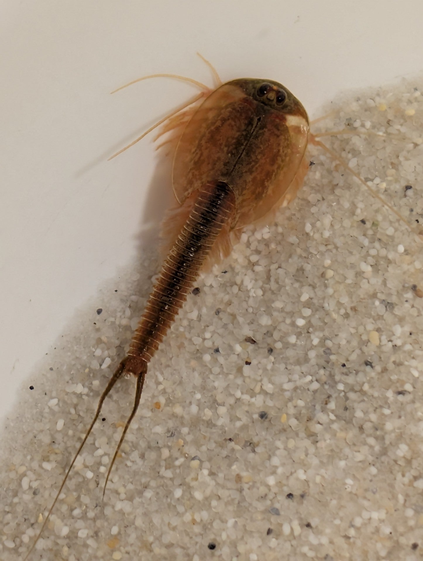 Triops Longicaudatus- Texas