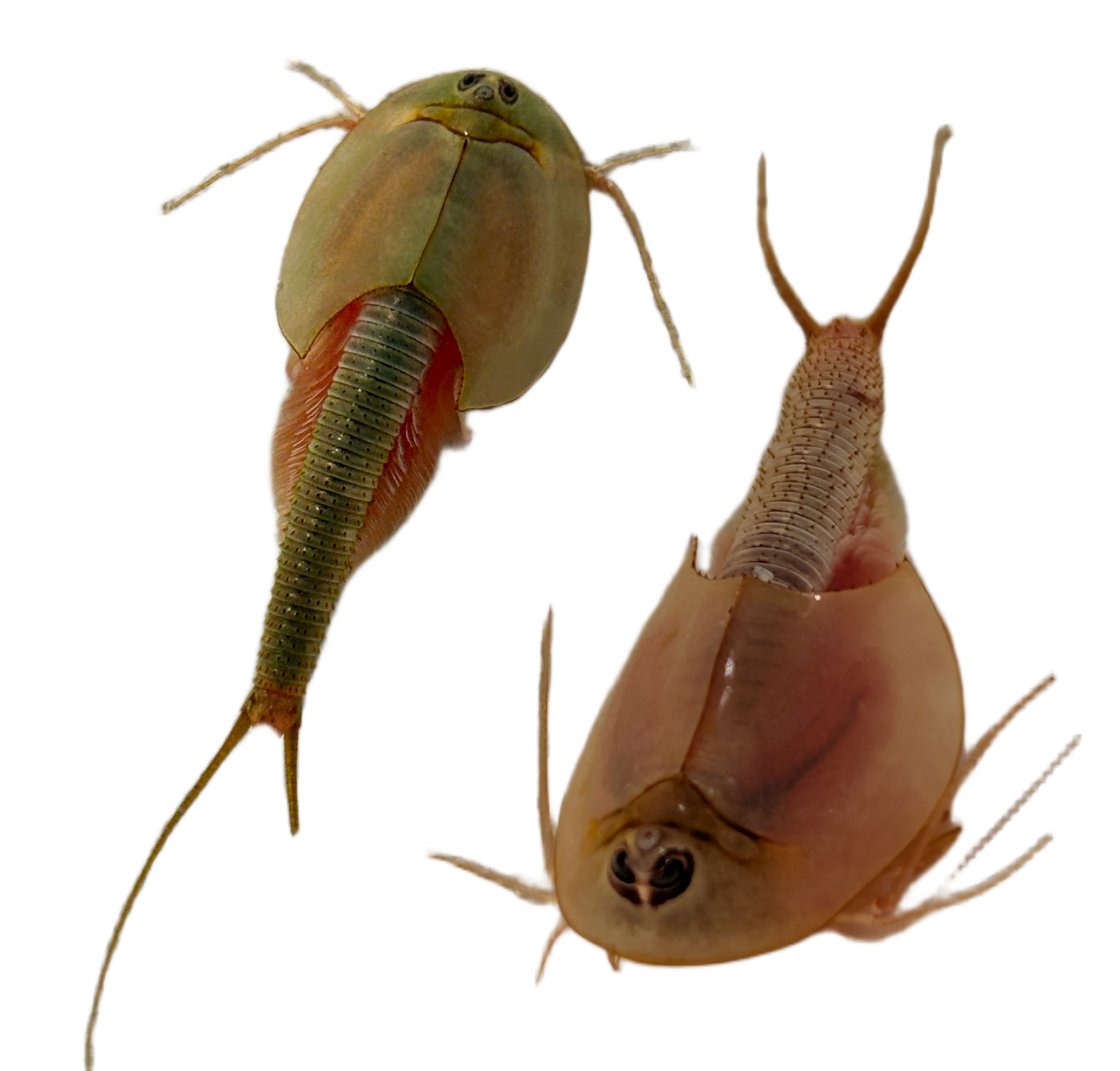 Triops Longicaudatus + Longicaudatus Albino Mix 150 Eier