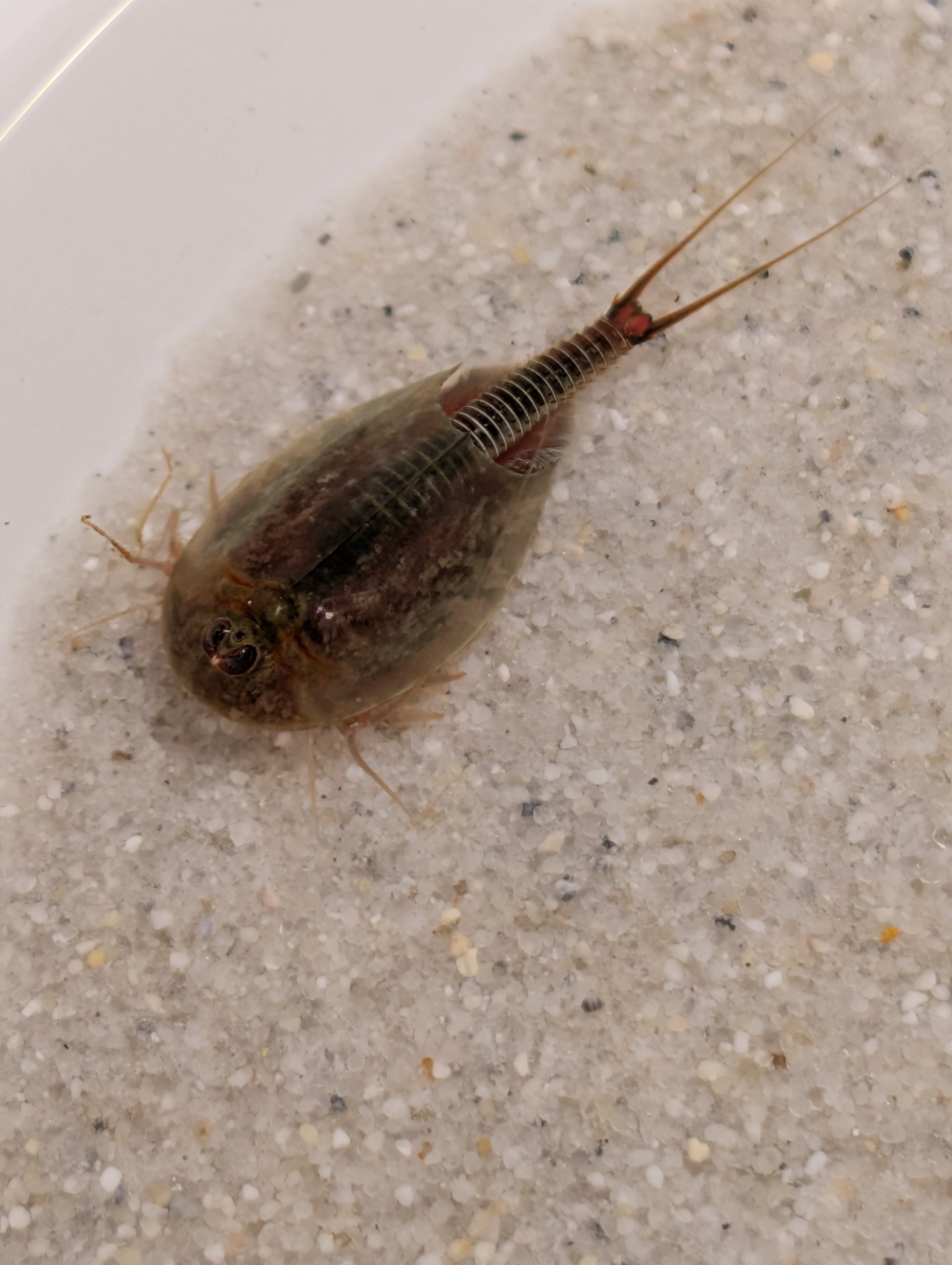 Triops Cancriformis - Mallorca
