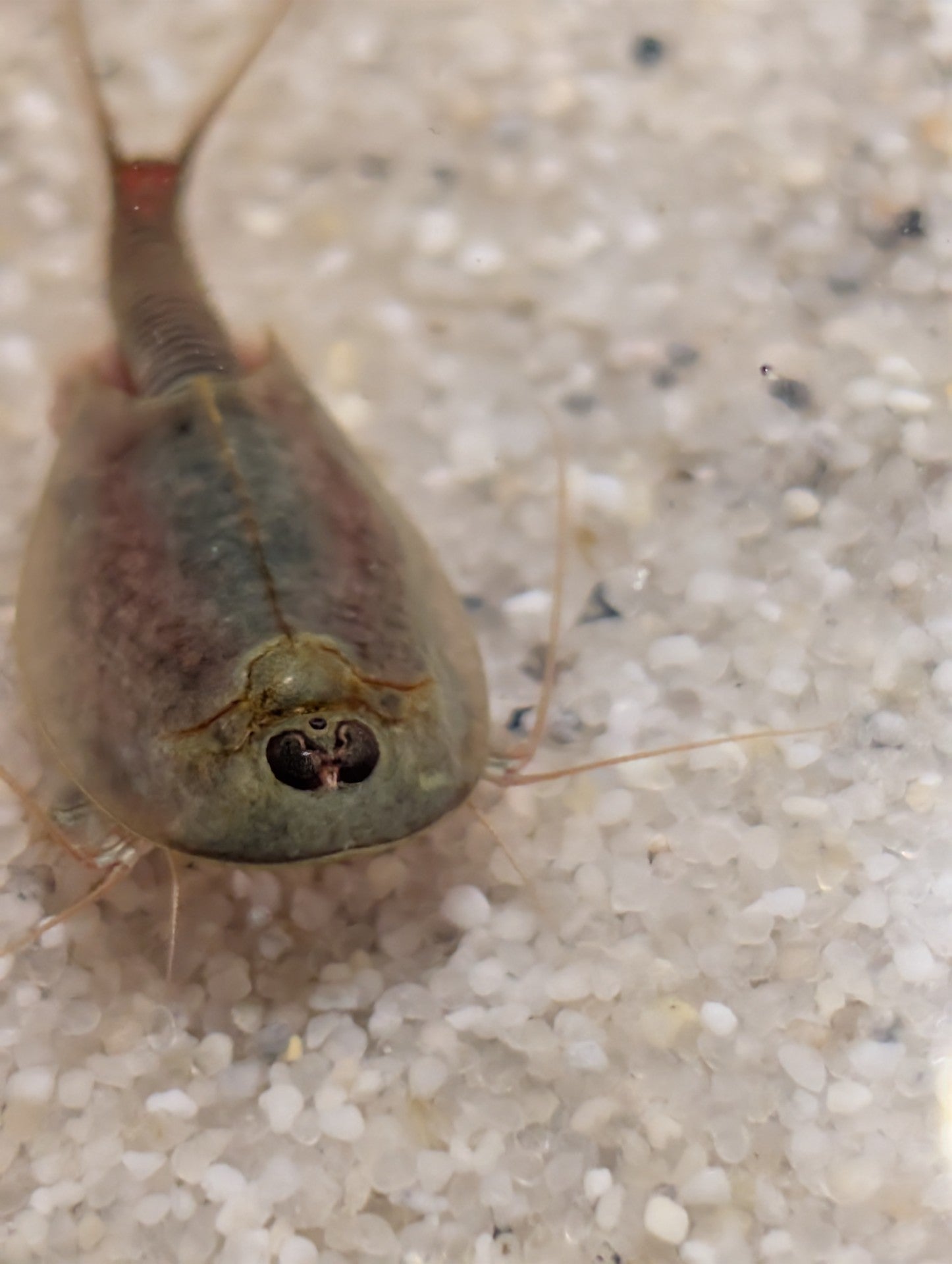 Triops Mauritanicus- Spanien