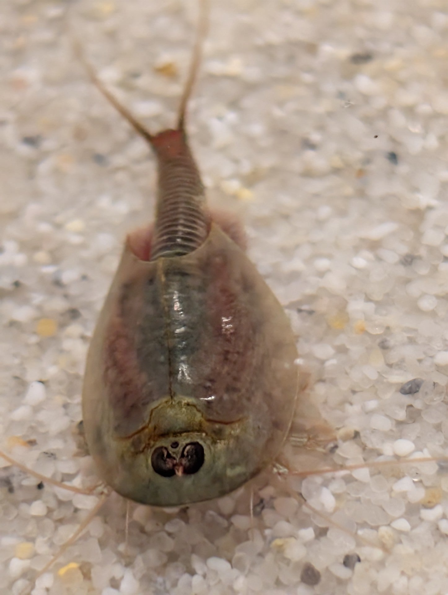Triops Mauritanicus- Spanien