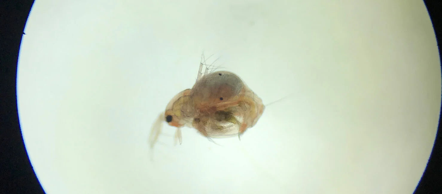 Moina Macrocopa- Lebendfutter selbst Züchten - pure Eier