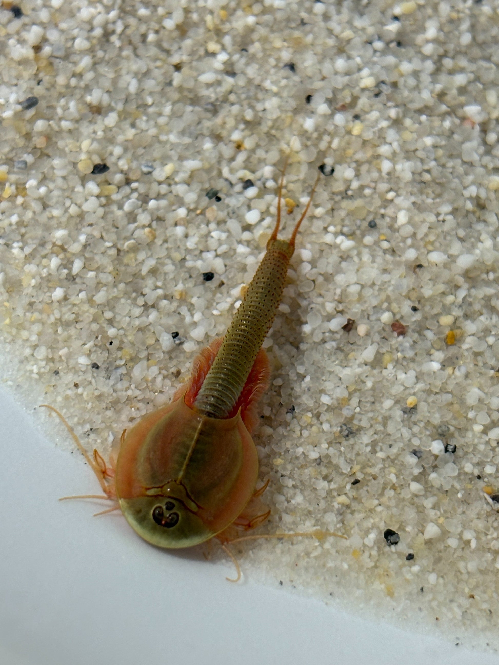 Triops Mongolei- Gonochoric