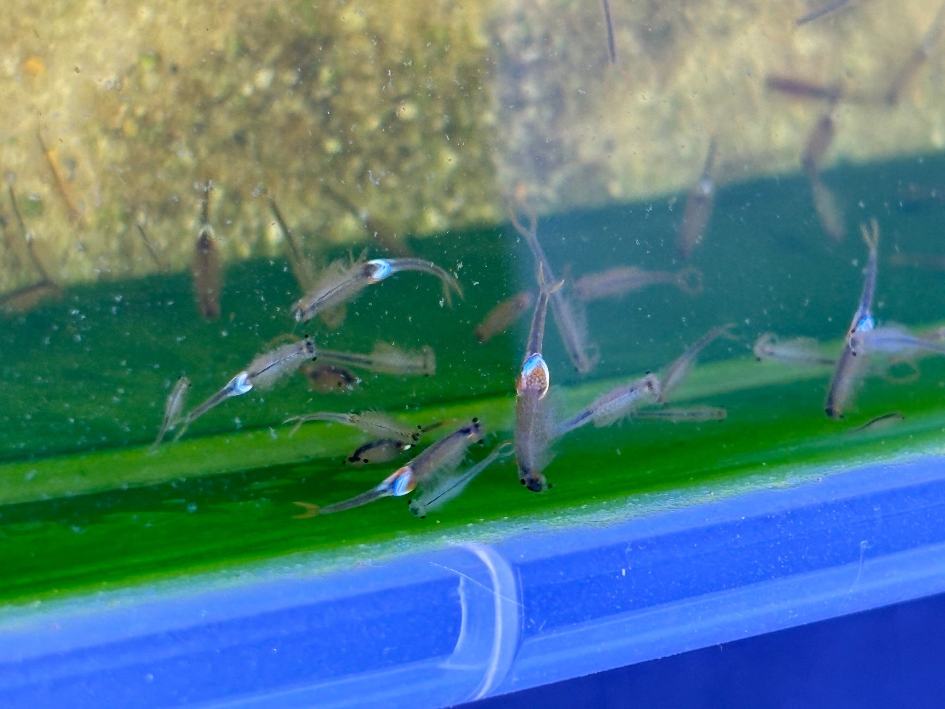 Triops Urzeitkrebse 3 zufällige Ansätze / alle Arten möglich/ 150 Eier/