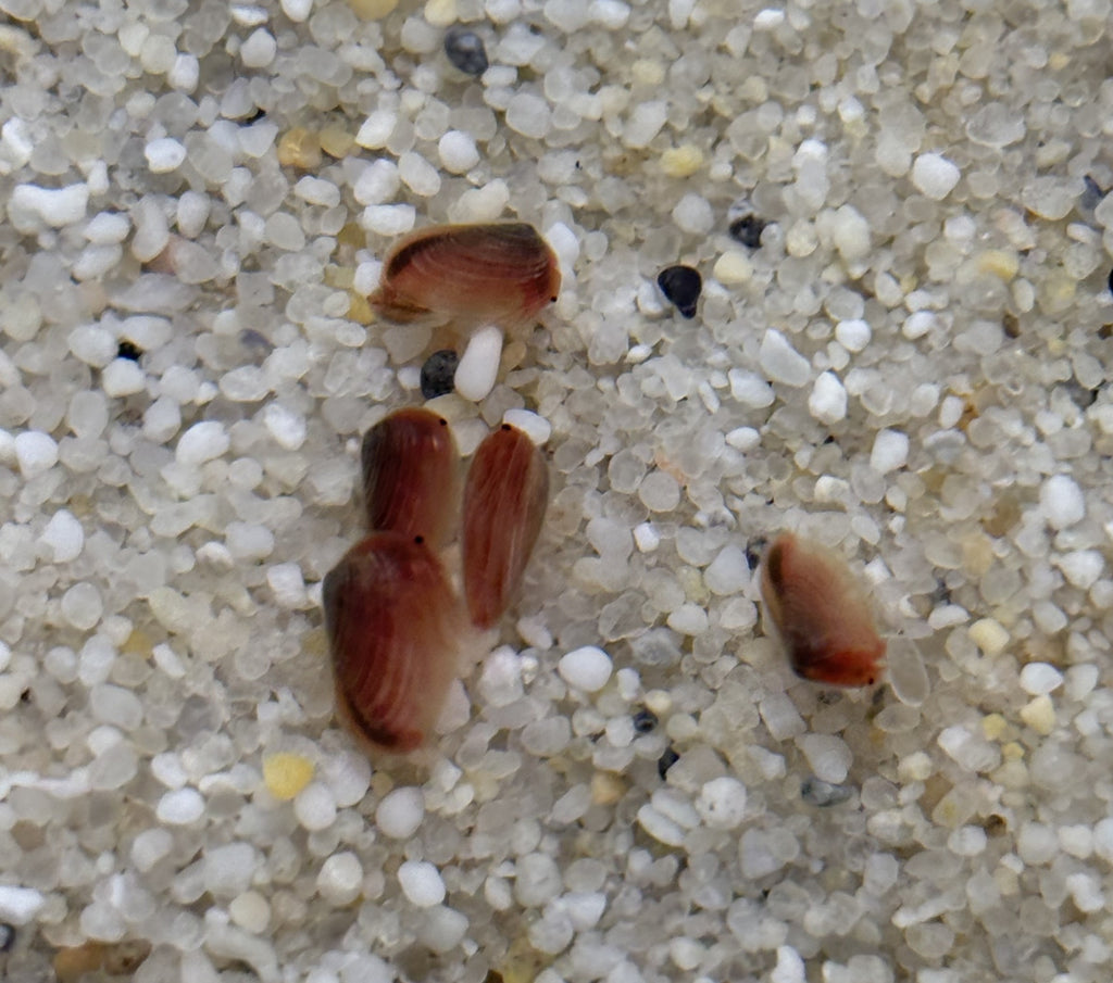 Triops Urzeitkrebse 3 zufällige Ansätze / alle Arten möglich/ 150 Eier/