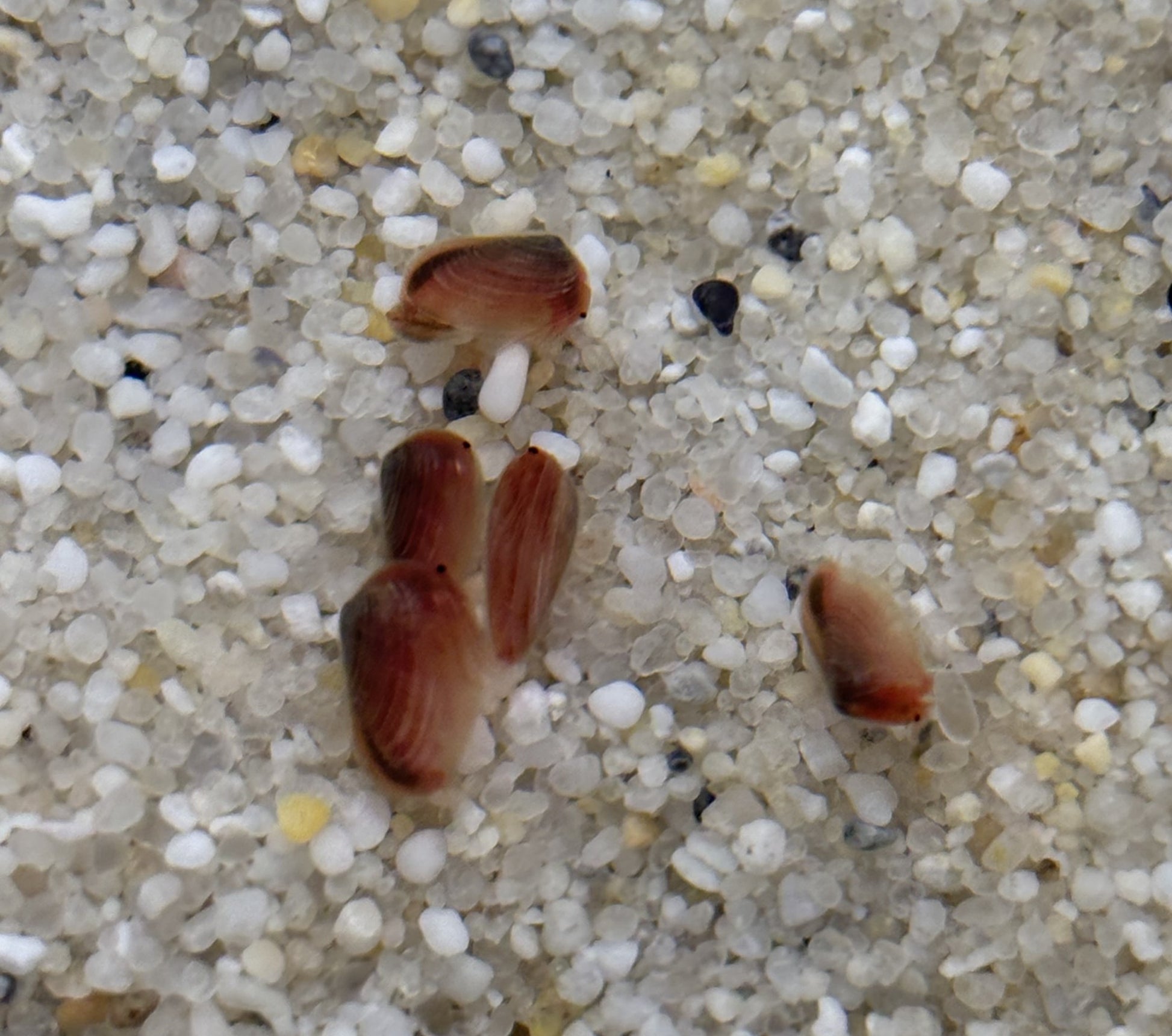 Triops Urzeitkrebse 3 zufällige Ansätze / alle Arten möglich/ 150 Eier/