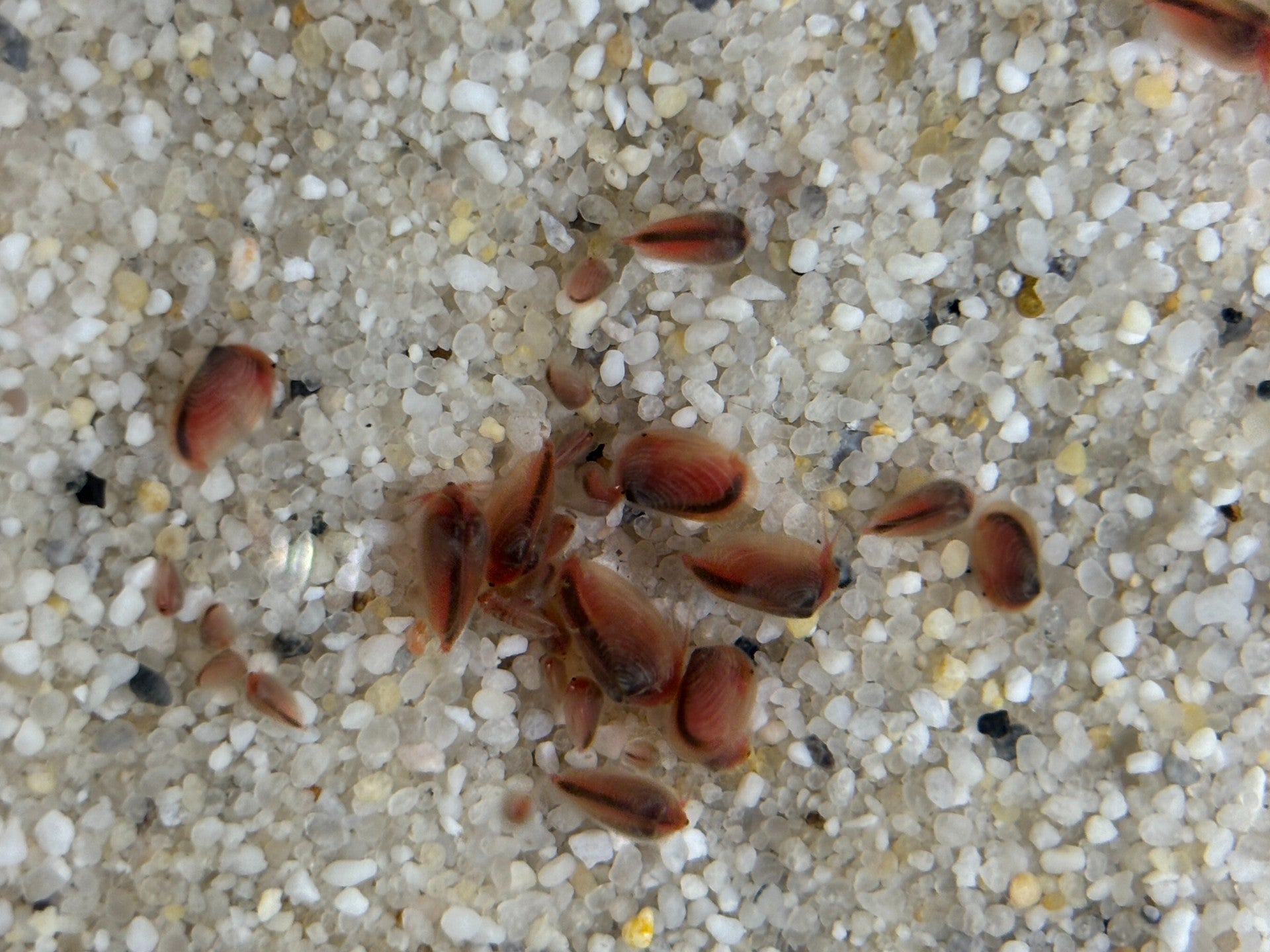 Mongolische Muschelschaler
