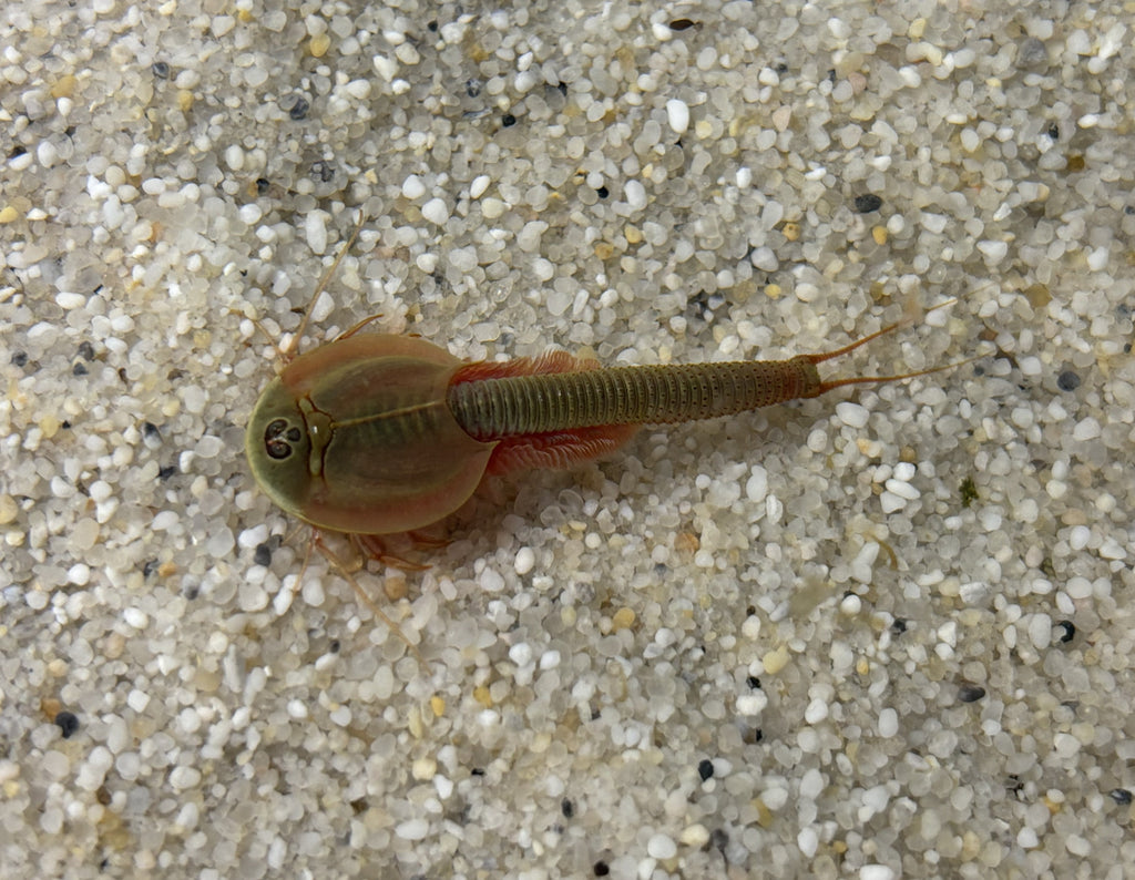 Triops Mongolei- Gonochoric
