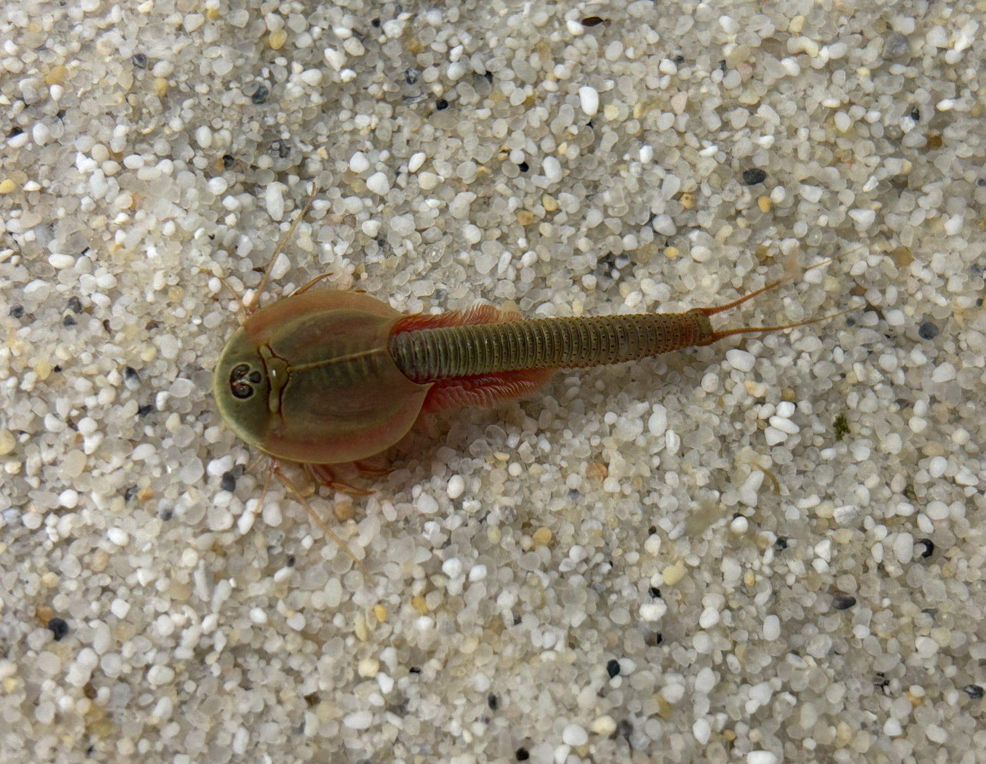 Triops Mongolei- Gonochoric