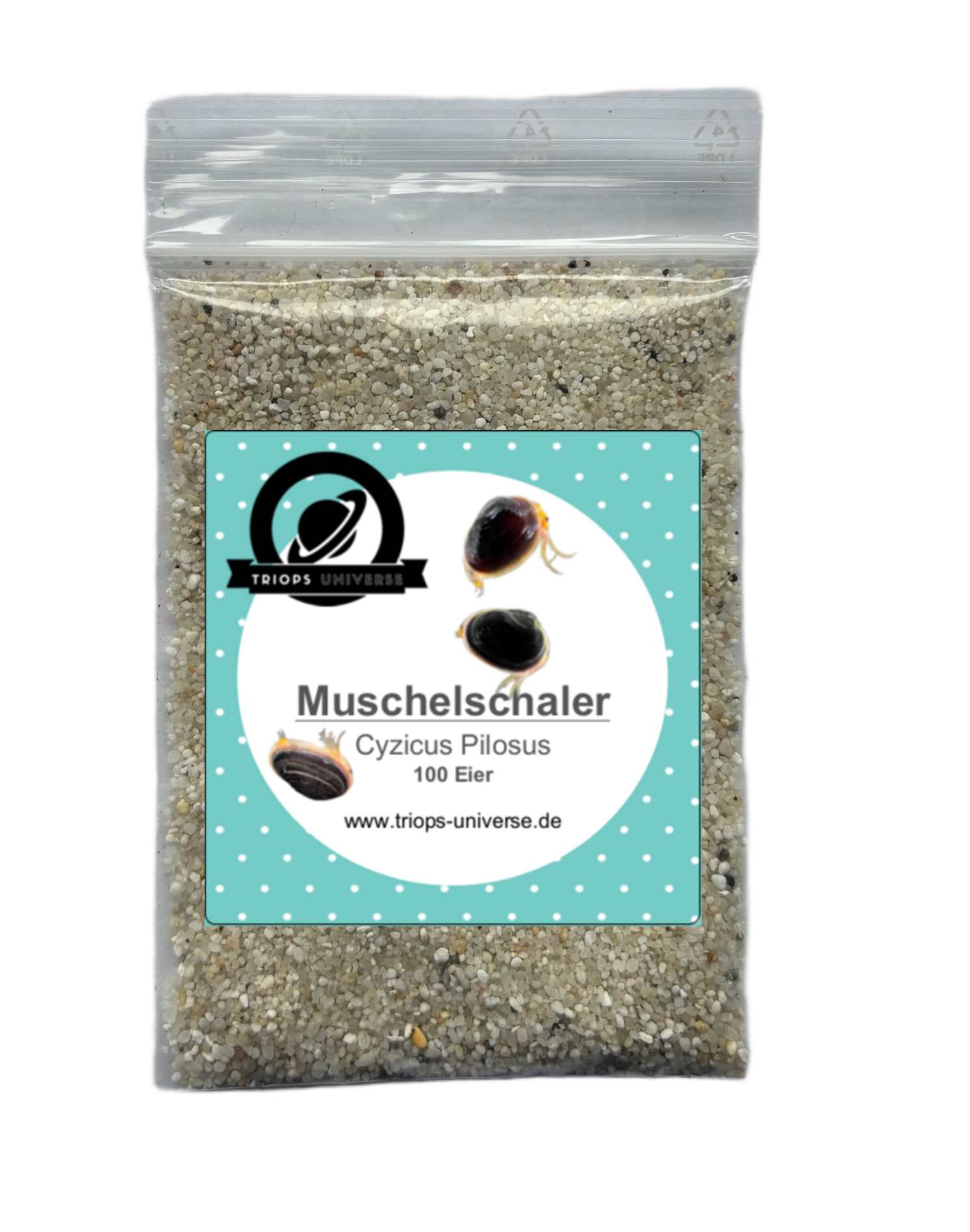 Asiatischer Muschelschaler