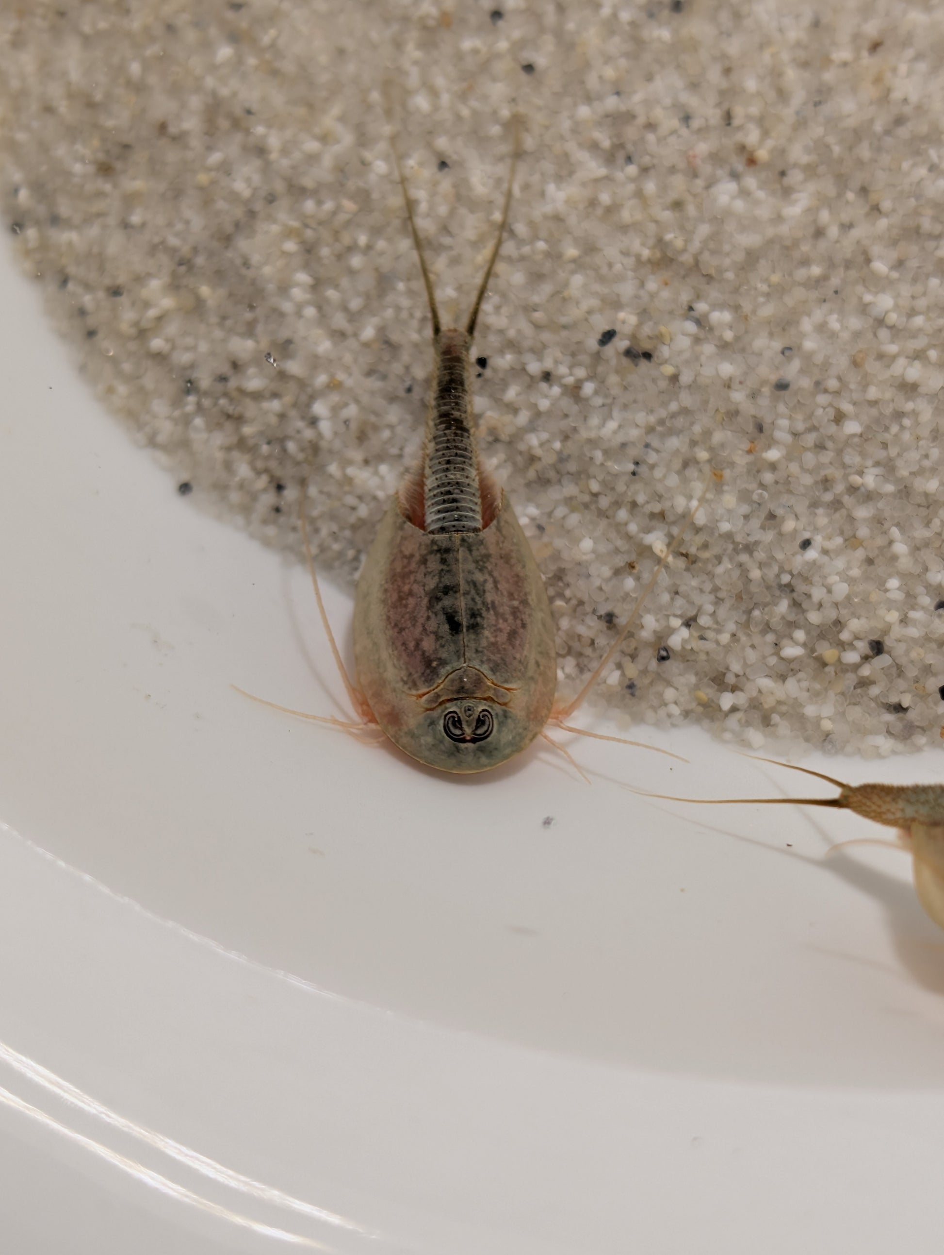Triops *Sparset*