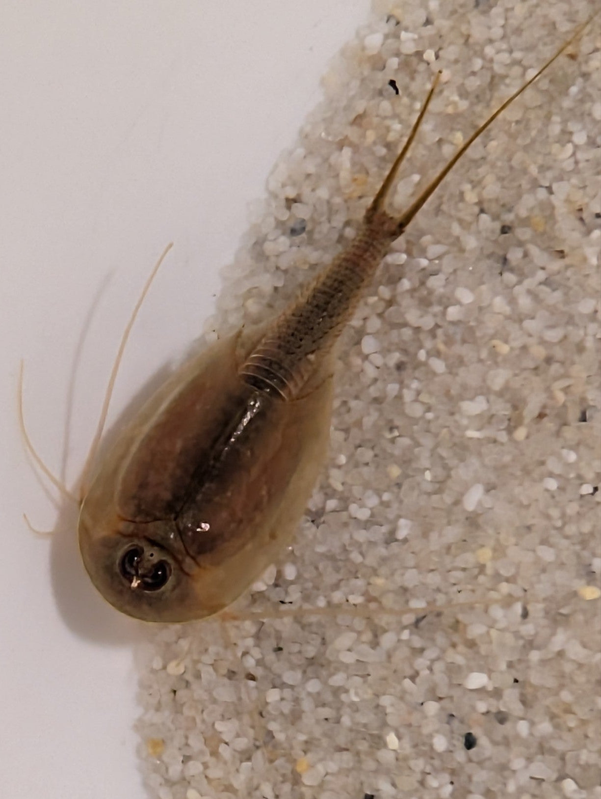 Triops Longicaudatus- braun