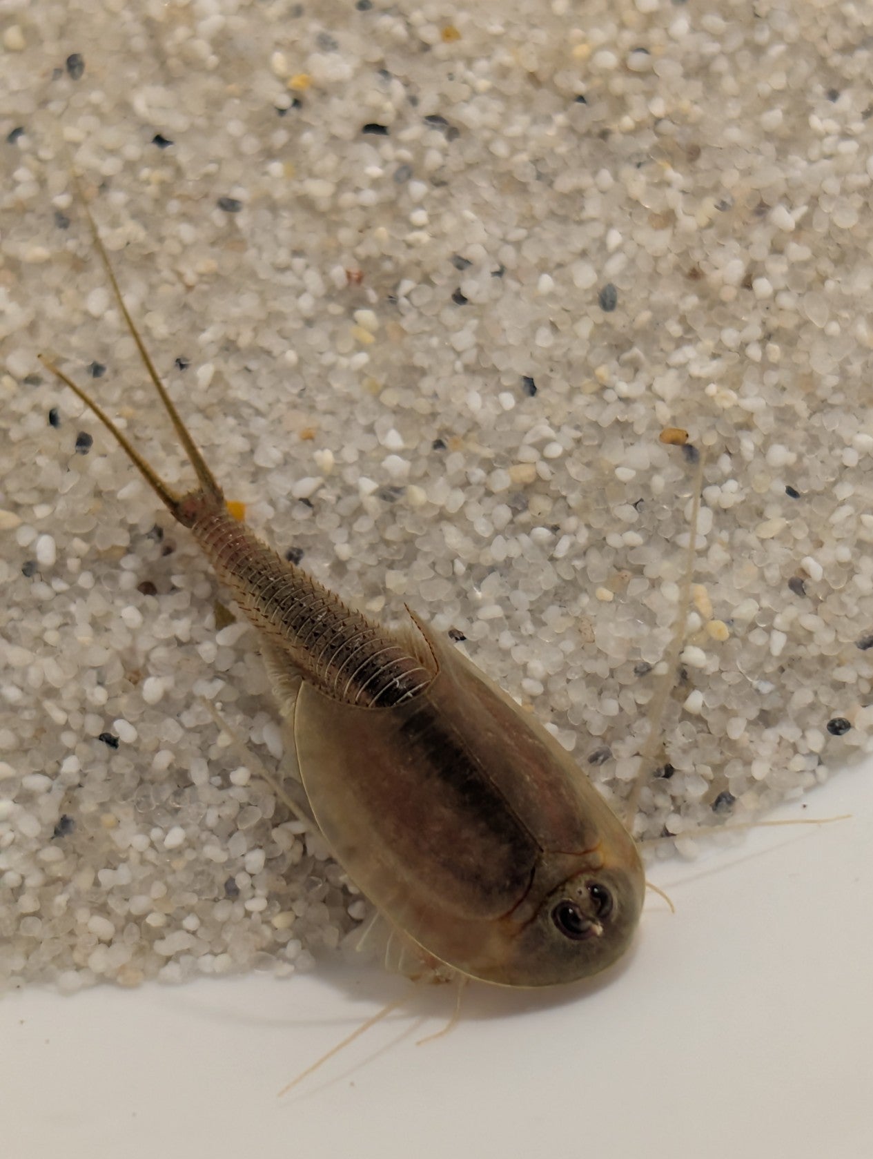 Triops Longicaudatus- braun