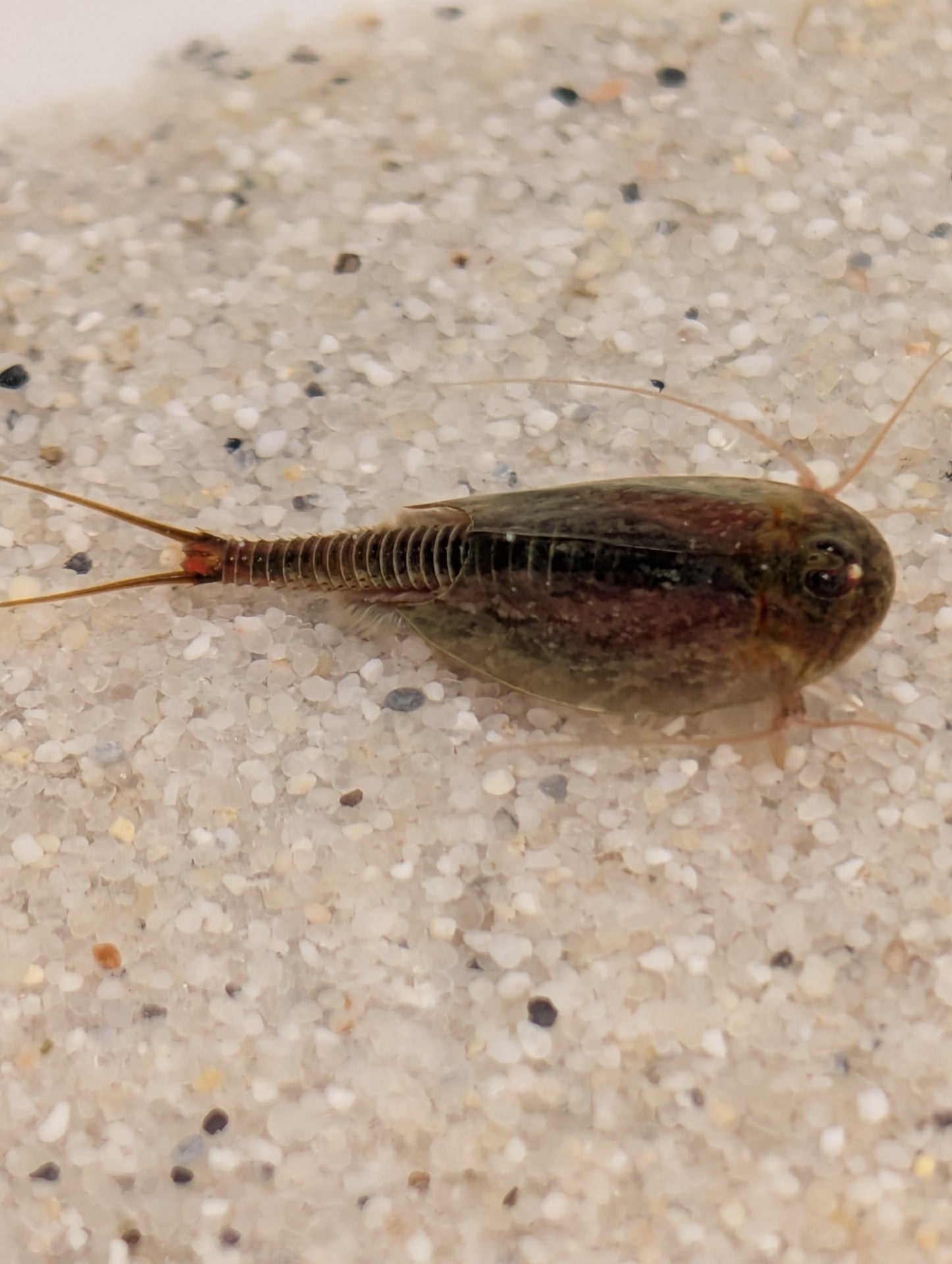 Triops Cancriformis- Frankreich