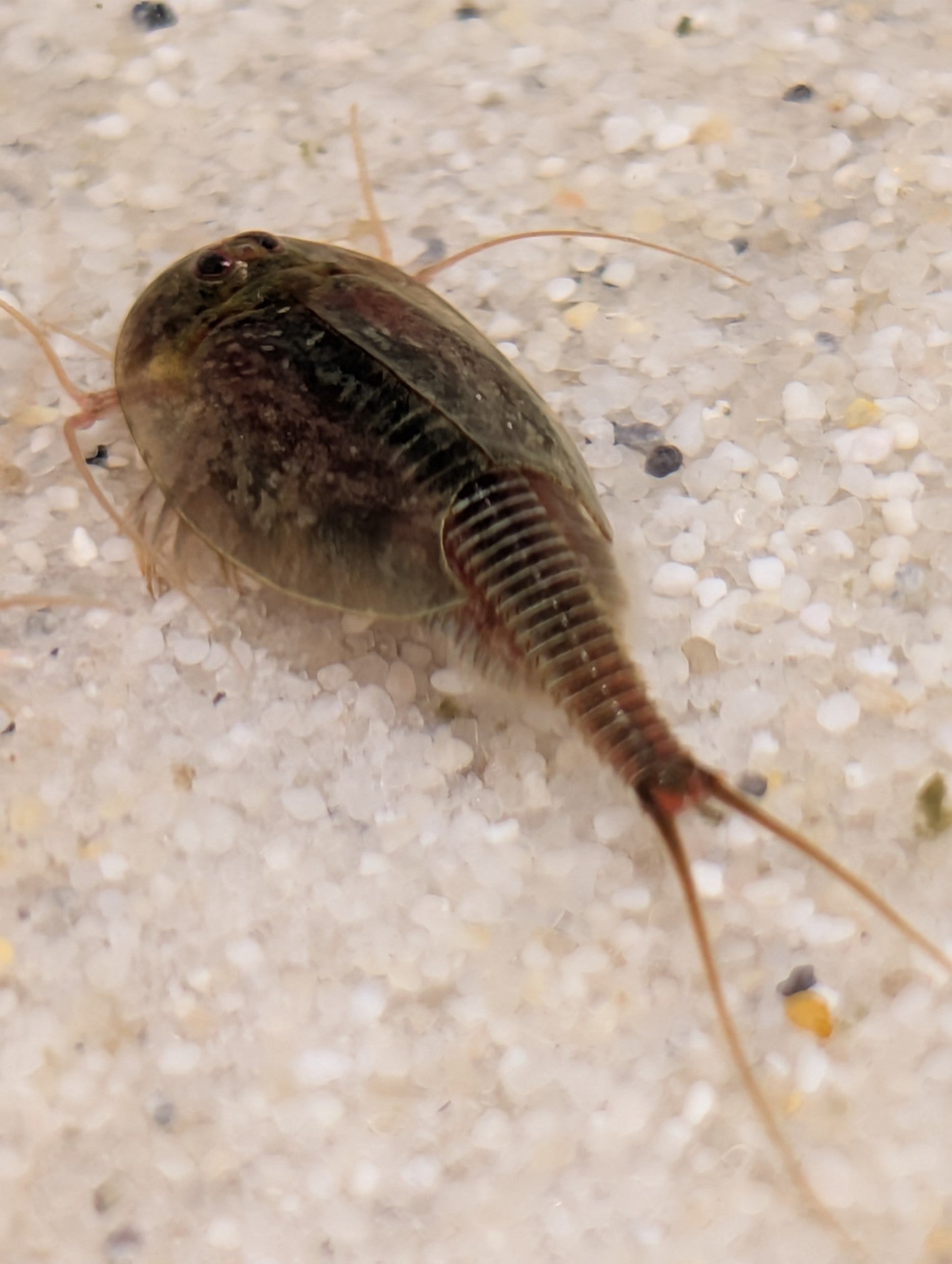 Triops Cancriformis- Frankreich