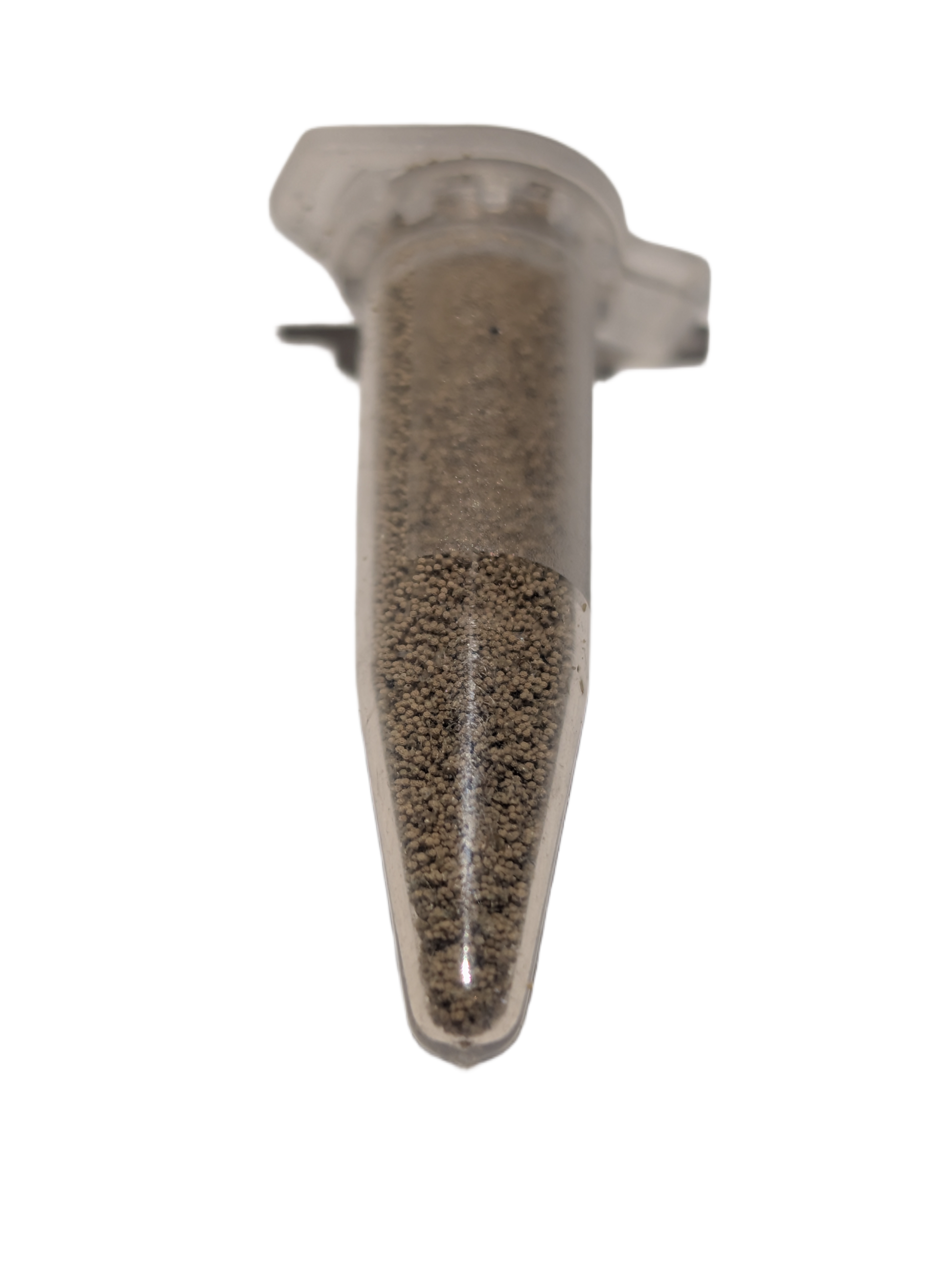 Feenkrebse S.Siamensis ca. 30.000 pure Eier