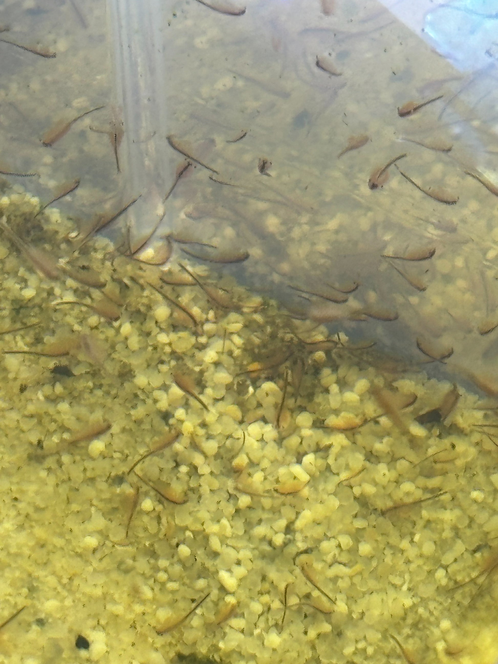 Triops Urzeitkrebse 3 zufällige Ansätze / alle Arten möglich/ 150 Eier/