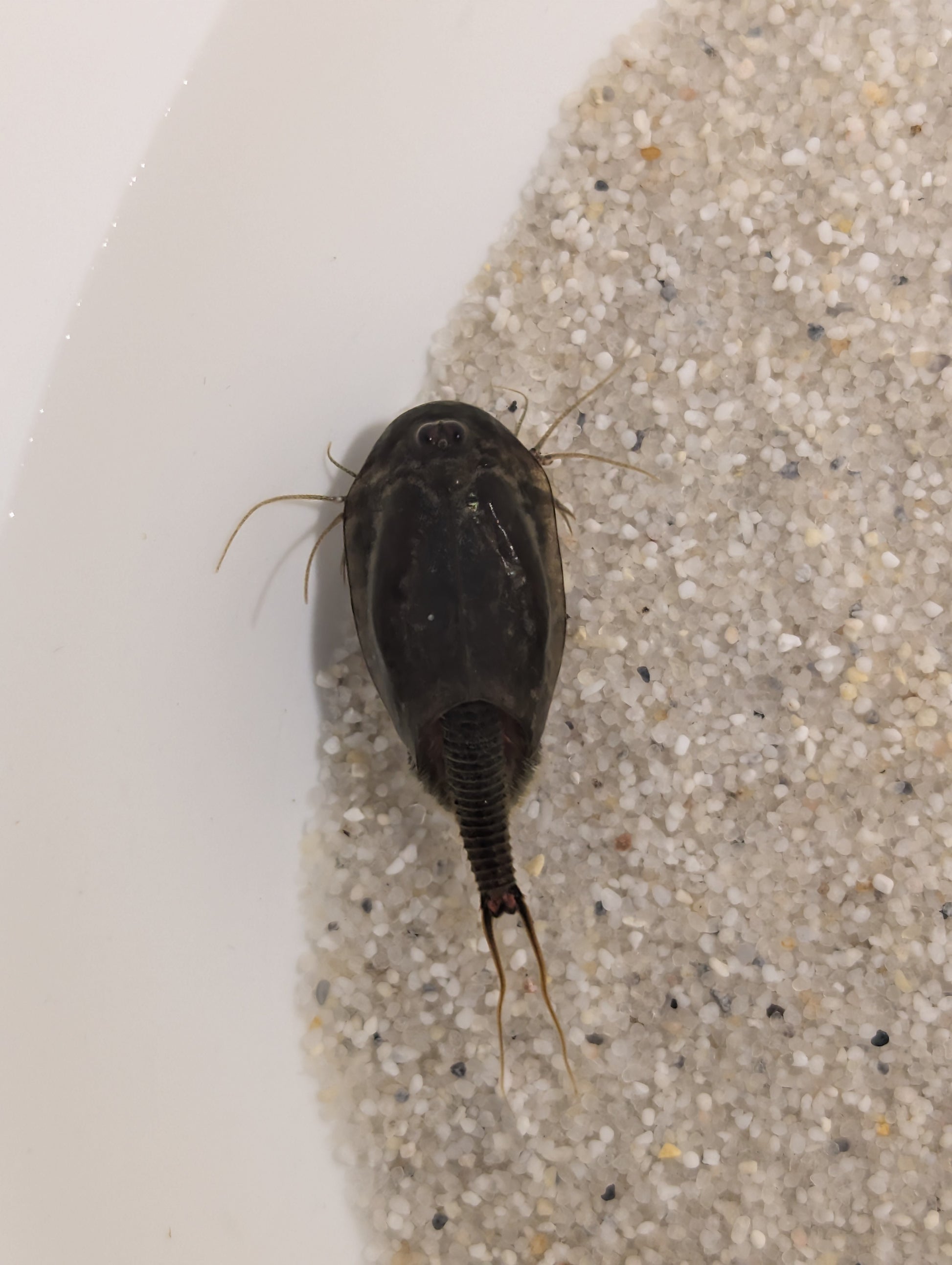 Triops Cancriformis Deutschland black beauty