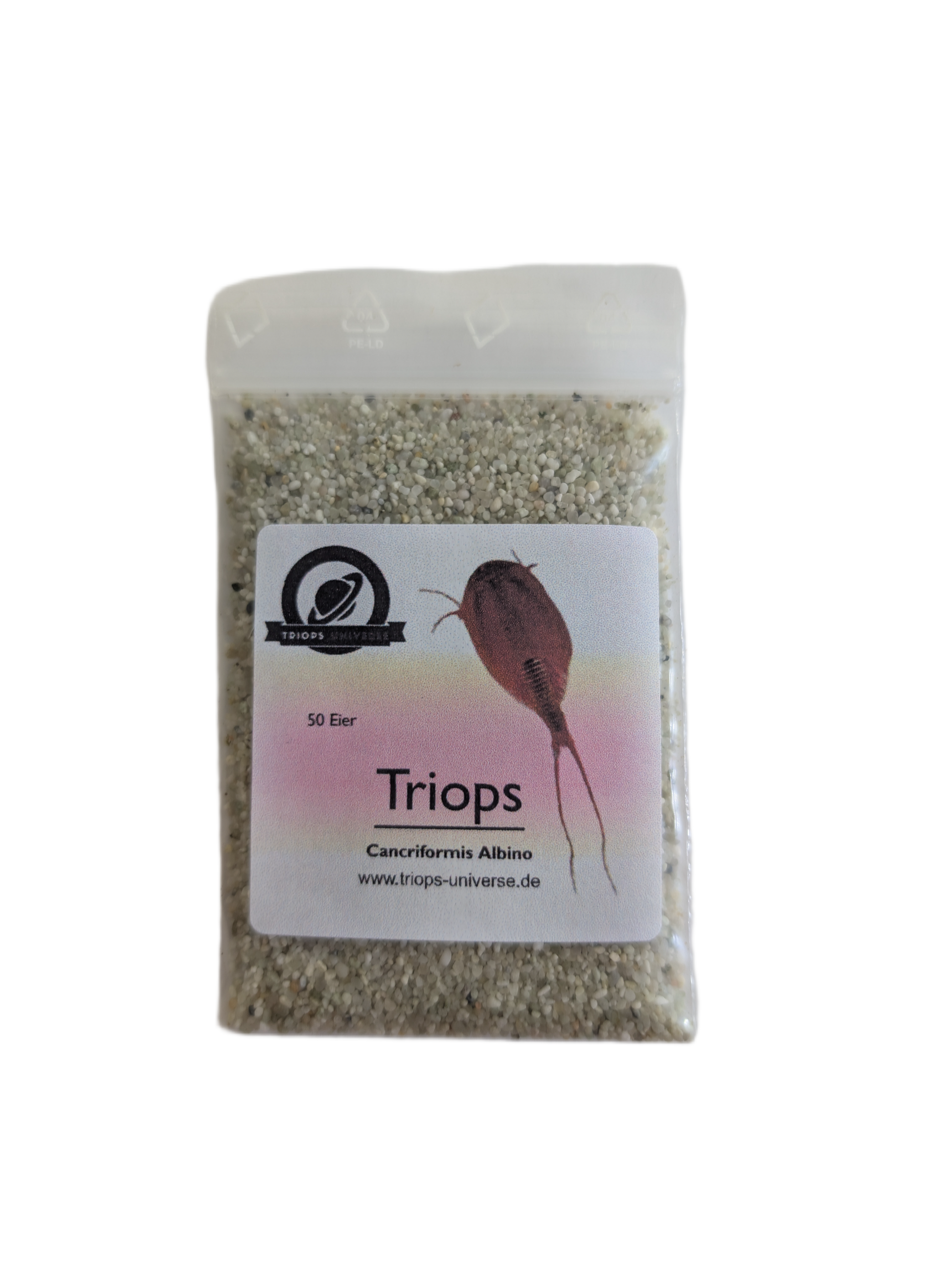 Triops Cancriformis- Albino