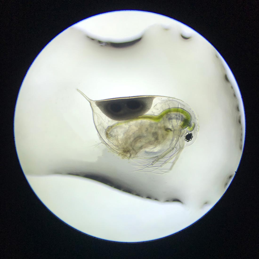Triops Urzeitkrebse Set *klein*