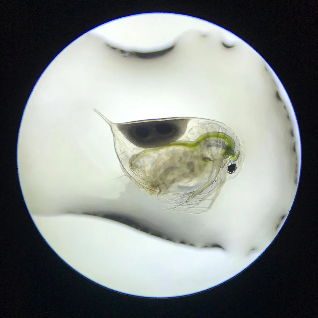 Daphnia Magna - Lebendfutter selbst Züchten - pure Eier