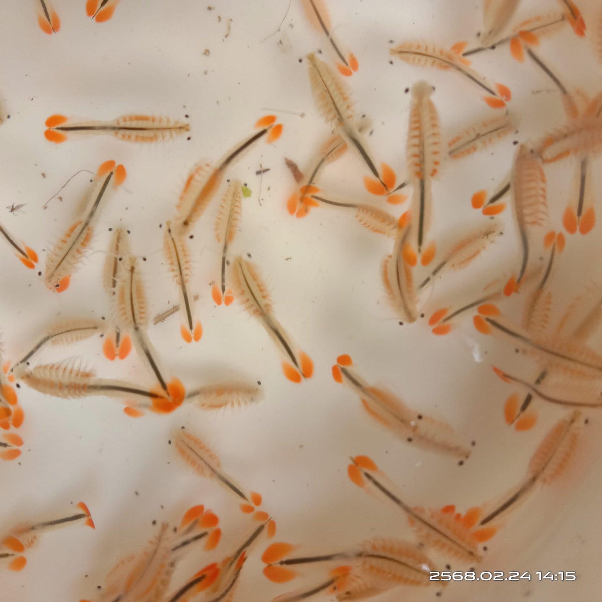 Triops Urzeitkrebse Set *klein*