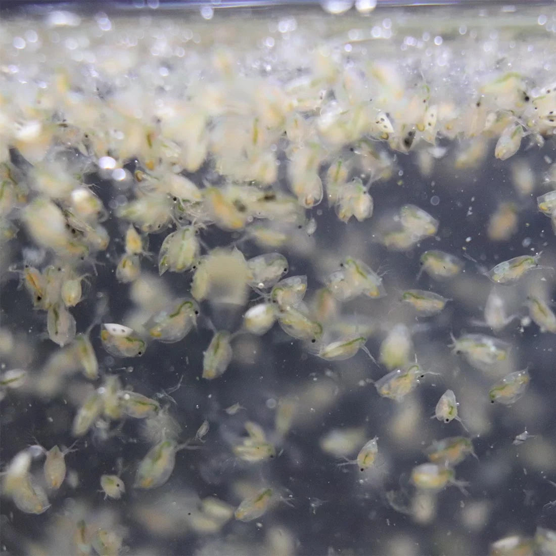 Daphnia Magna - Lebendfutter selbst Züchten - pure Eier