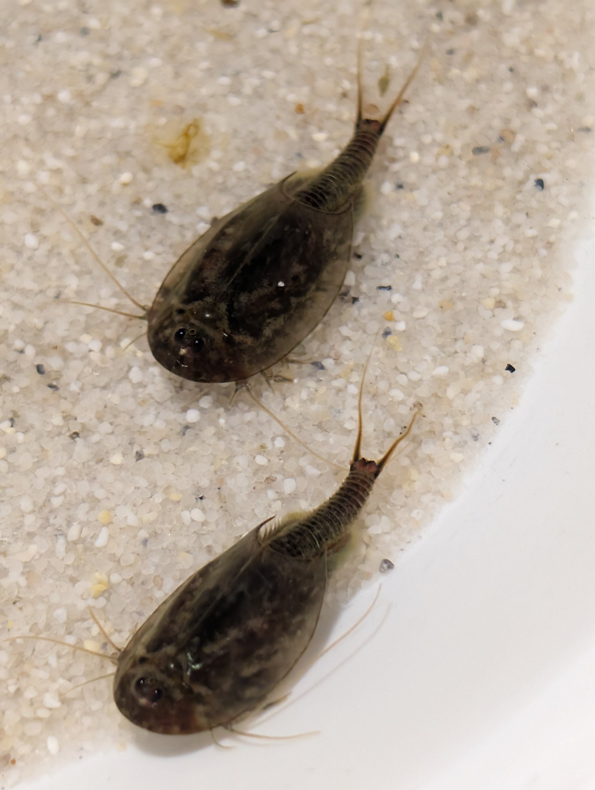 Triops Cancriformis Deutschland black beauty