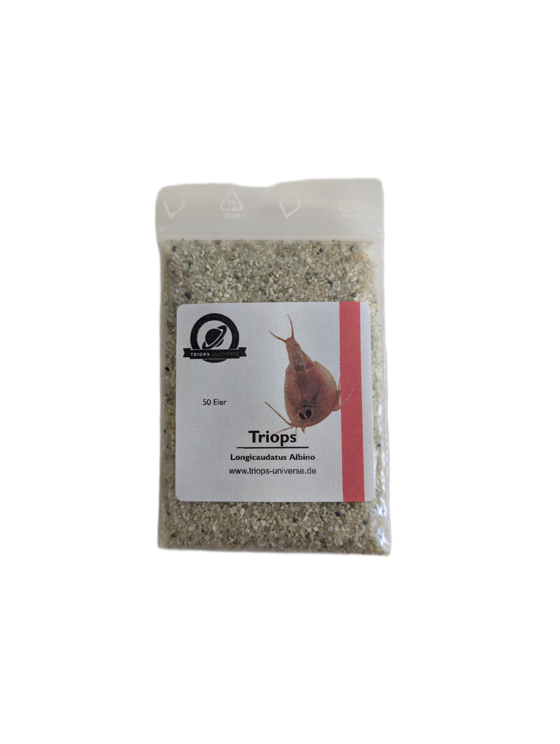 Triops Longicaudatus- Albino