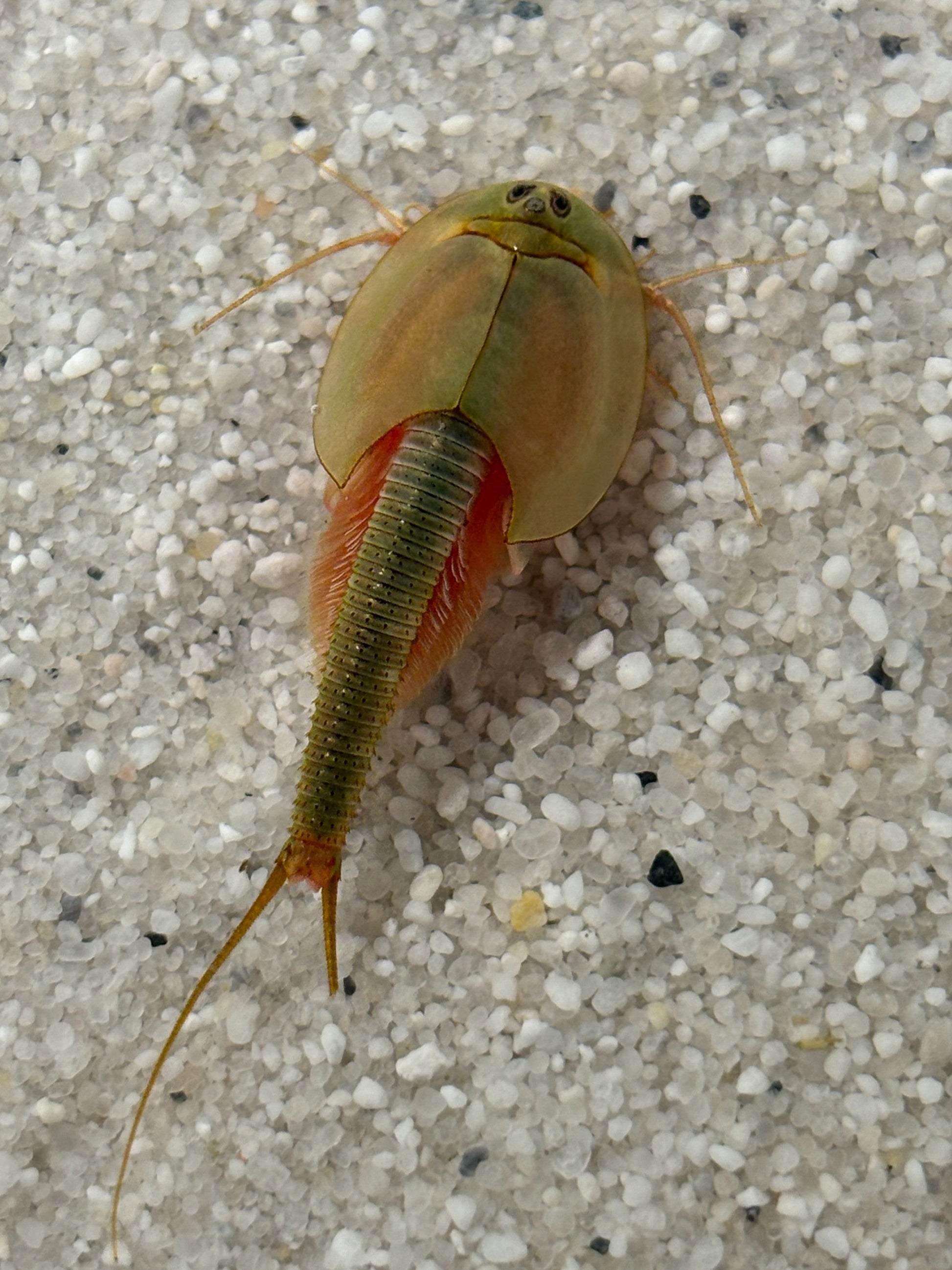 Triops Longicaudatus- USA