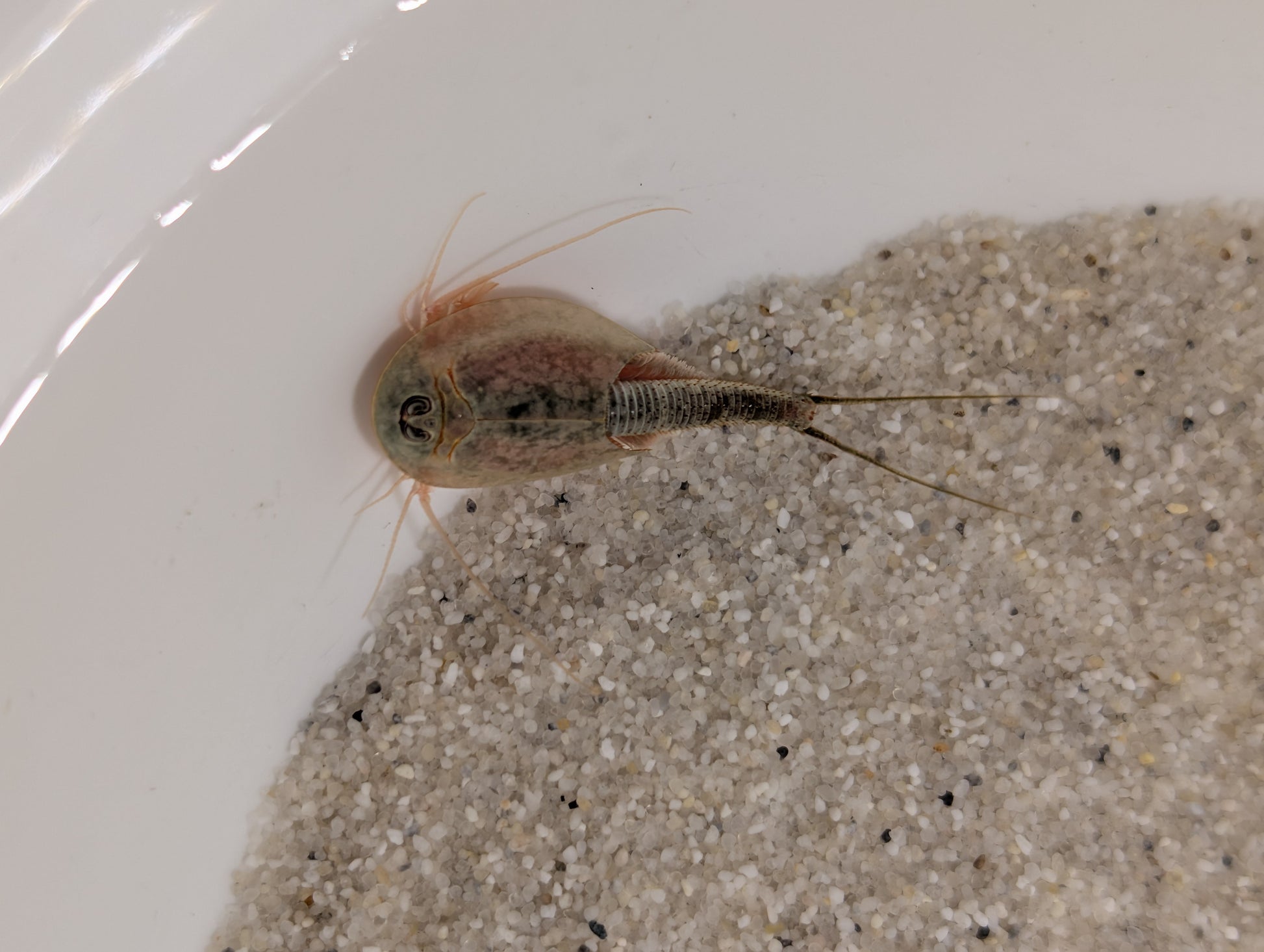Triops Newberryi