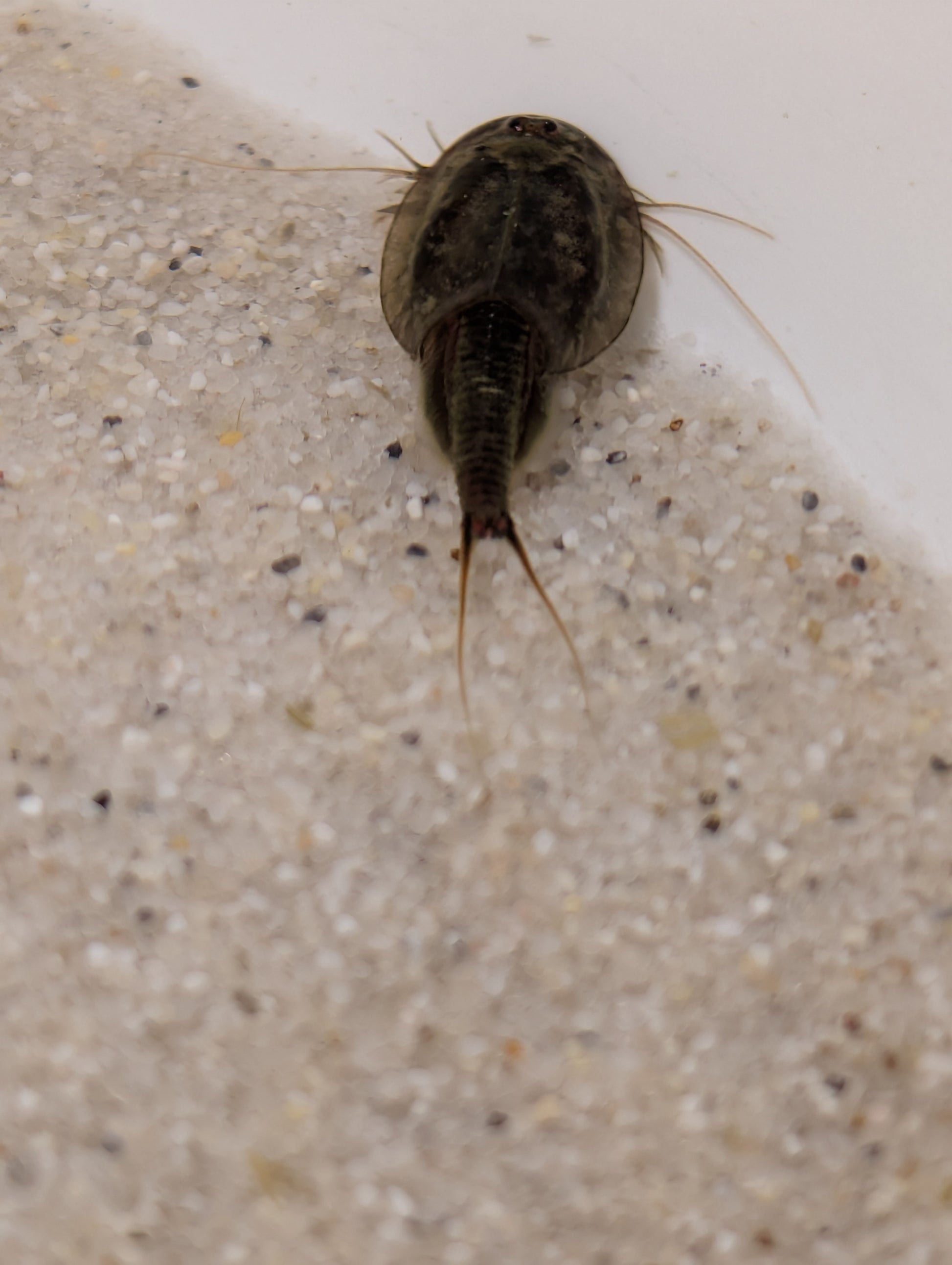 Triops Cancriformis Deutschland black beauty