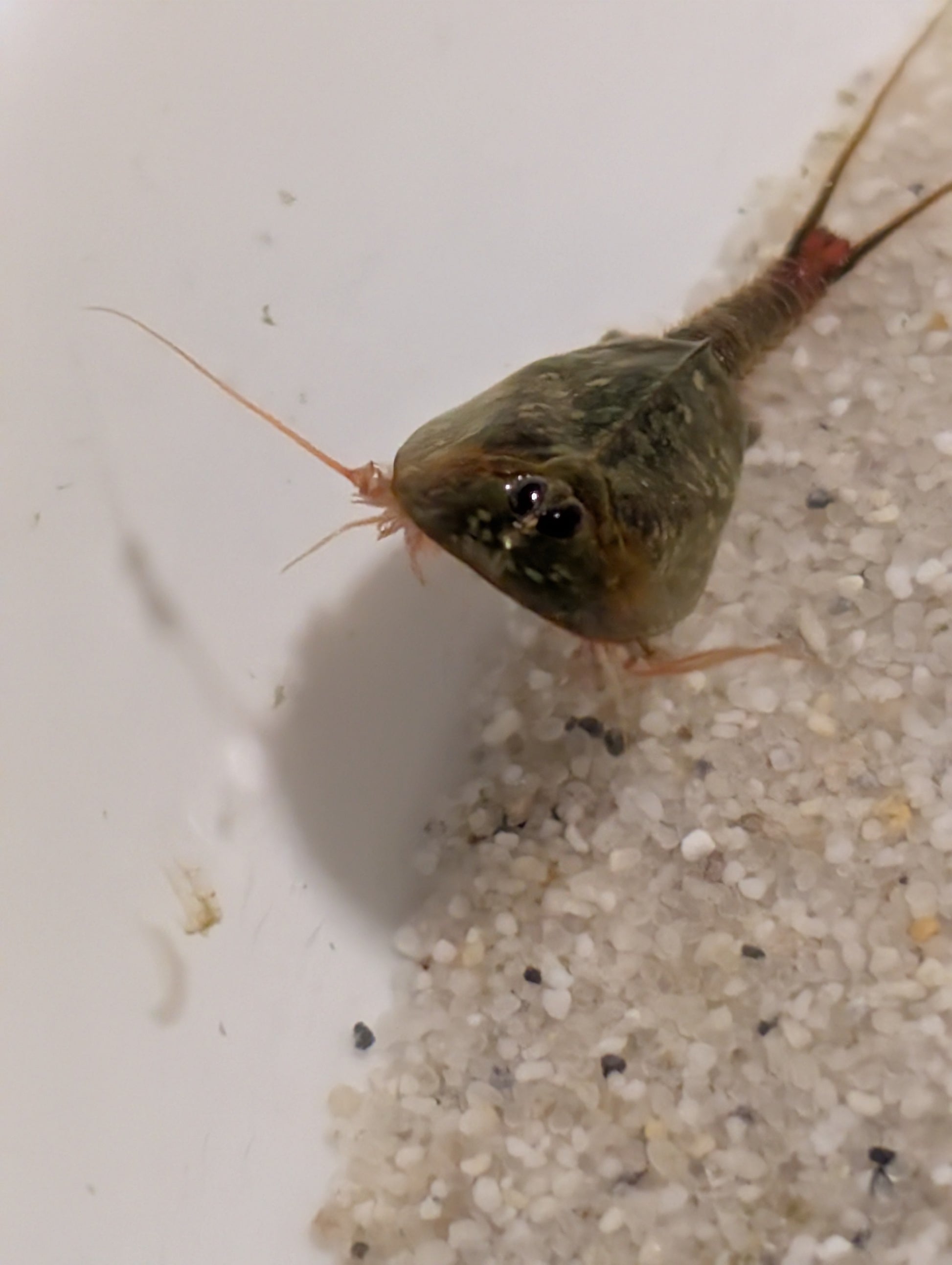 Triops Cancriformis- Frankreich
