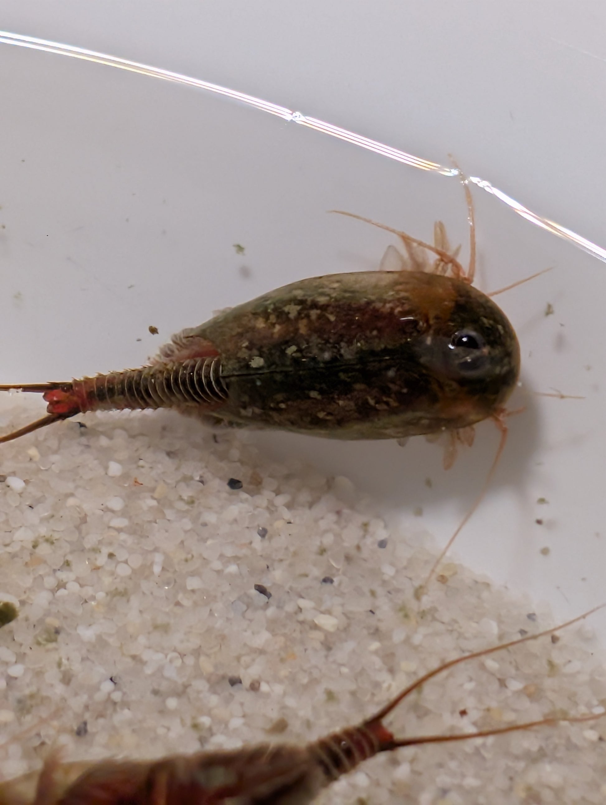 Triops Cancriformis- Frankreich
