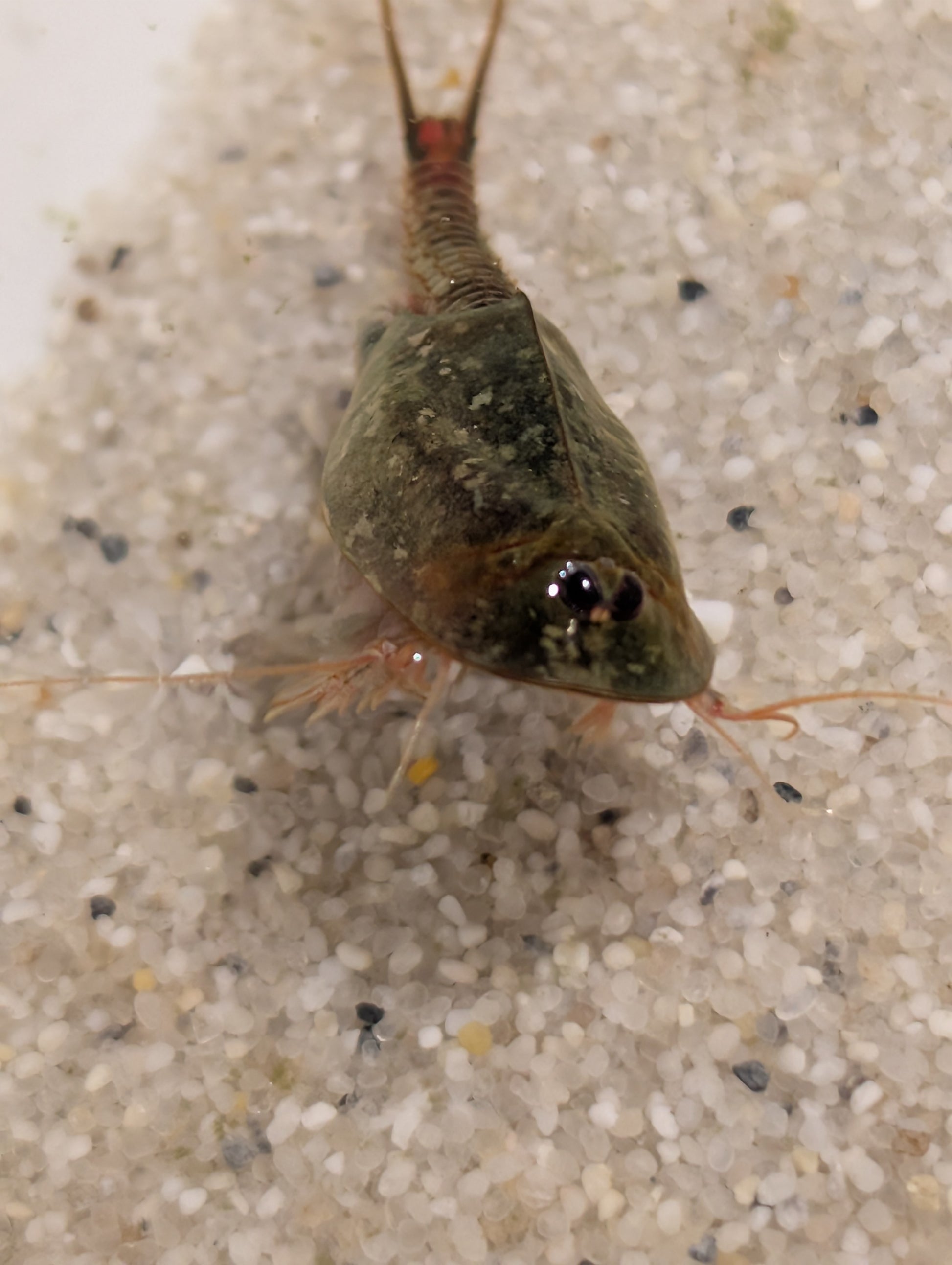 Triops *Sparset*