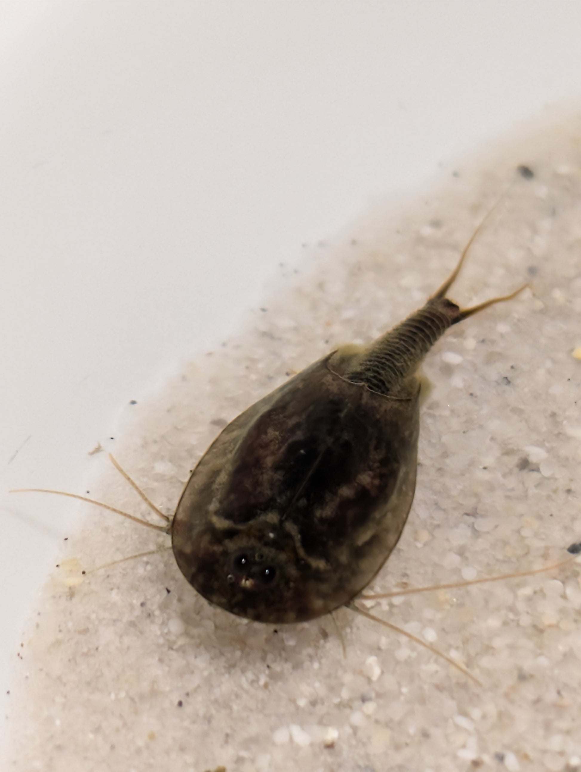 Triops *Sparset*