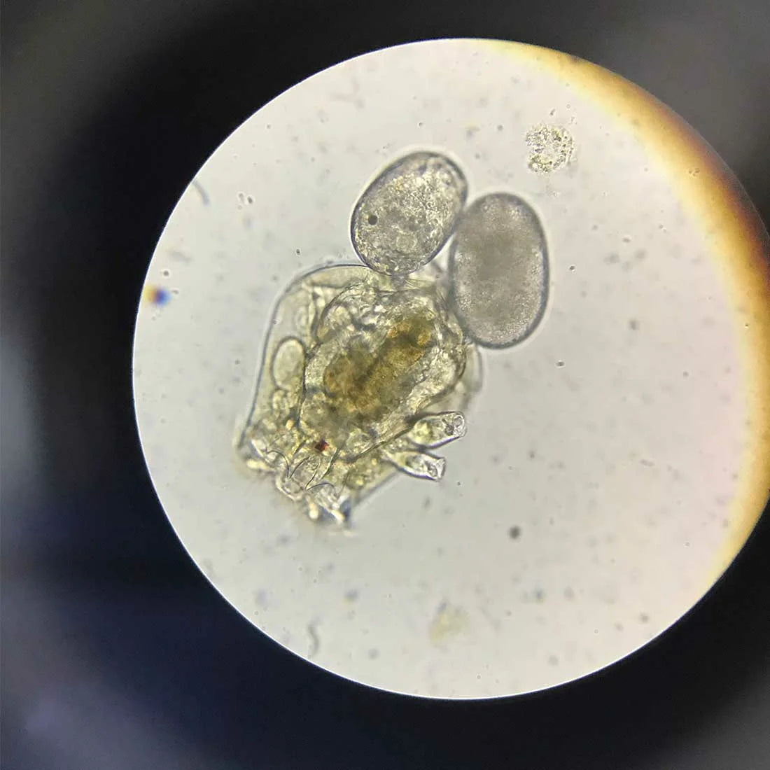 Triops Urzeitkrebse Set *klein*
