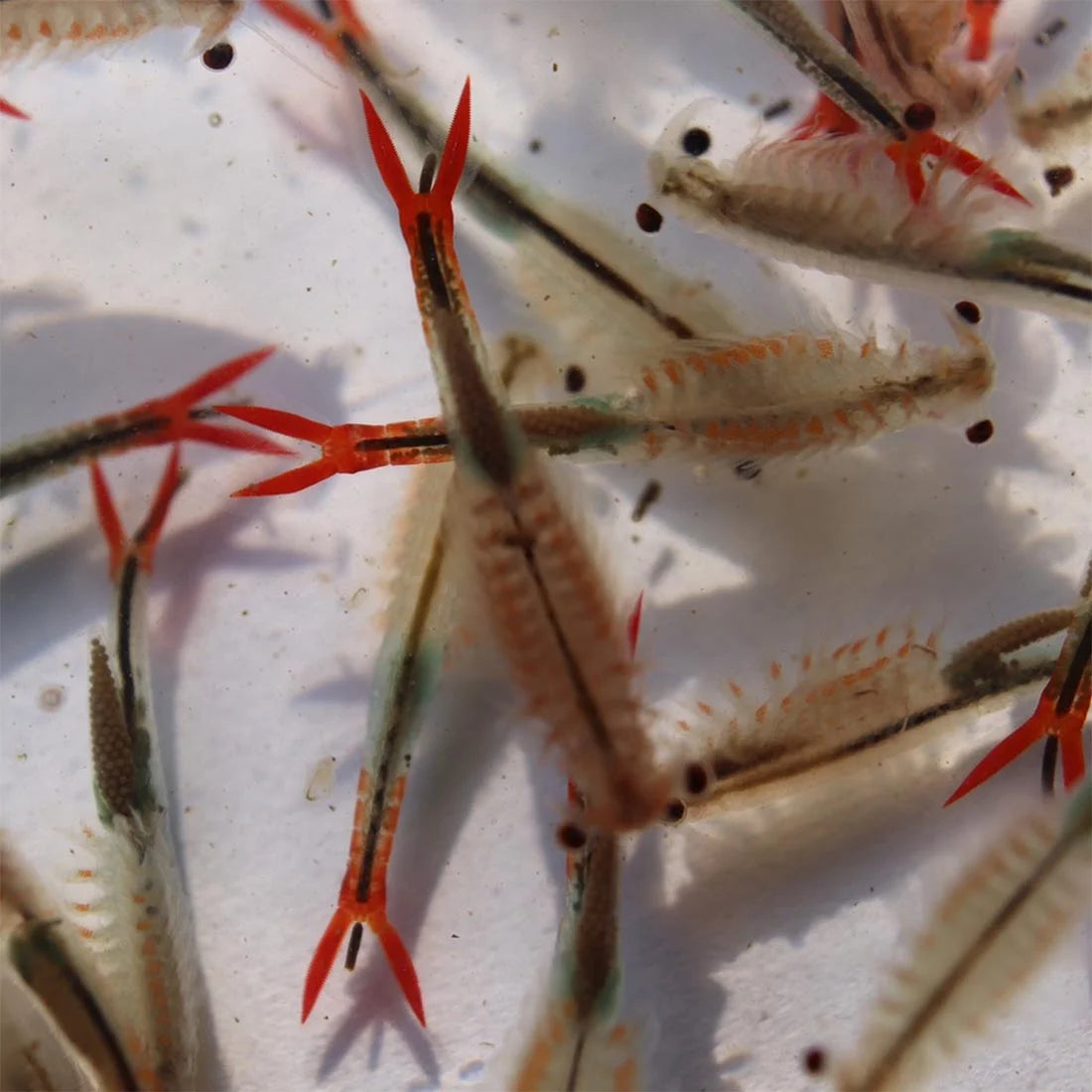 Triops Urzeitkrebse Set *klein*