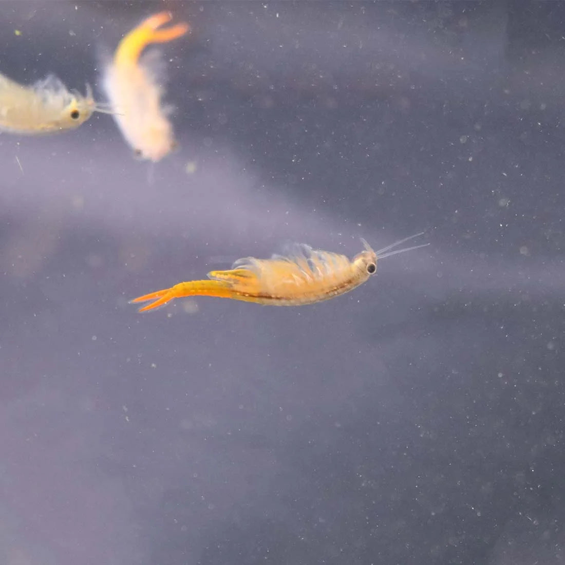 Feenkrebs Thailandensis ca. 30.000 pure Eier
